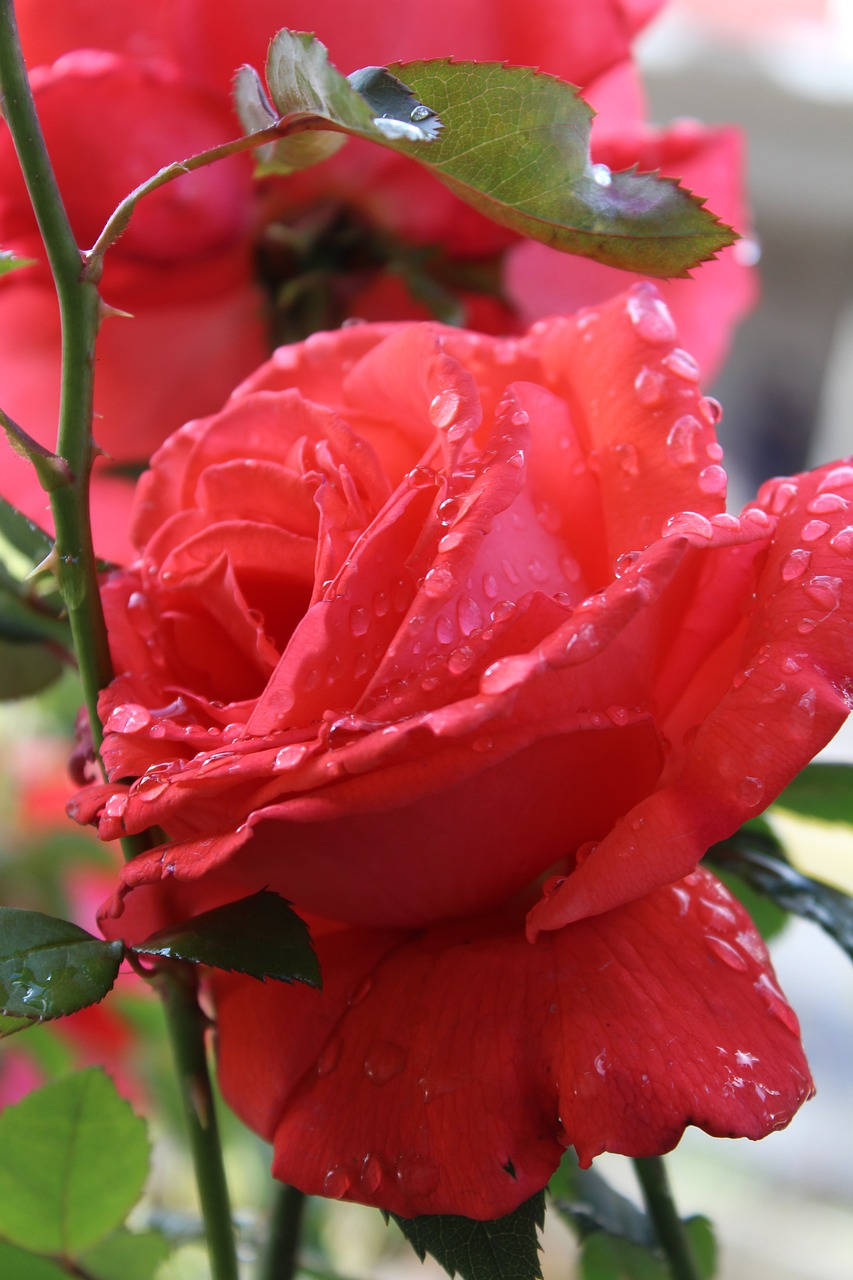 Romantic Rose 桌布 壁紙 — 一朵鮮豔的紅玫瑰在柔和的模糊綠色背景上，嬌嫩的花瓣上閃爍著露珠。