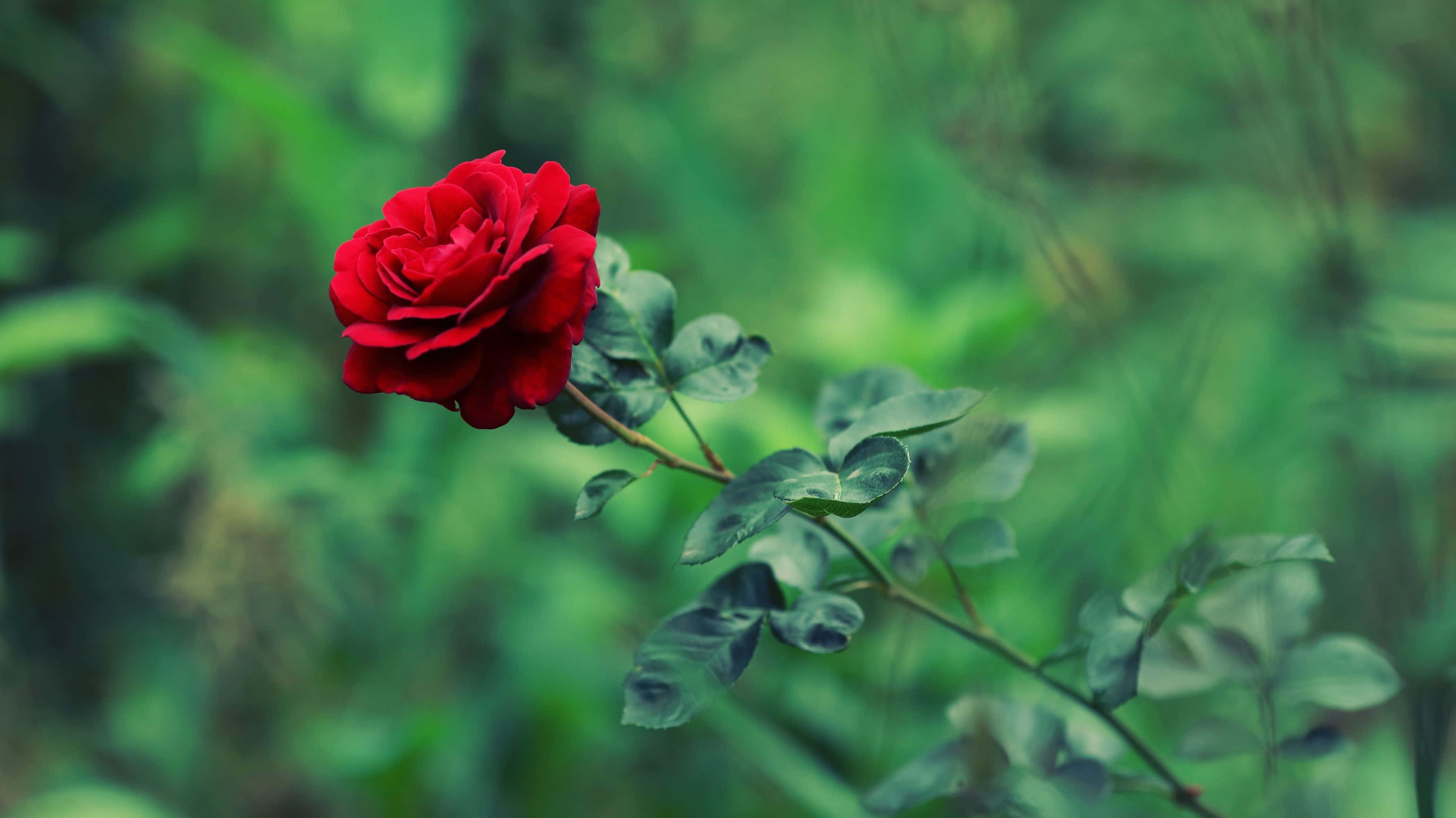 Cool Rose 桌布 壁紙 — 一朵鮮豔的紅玫瑰在柔和的模糊綠色葉子背景中盛開。