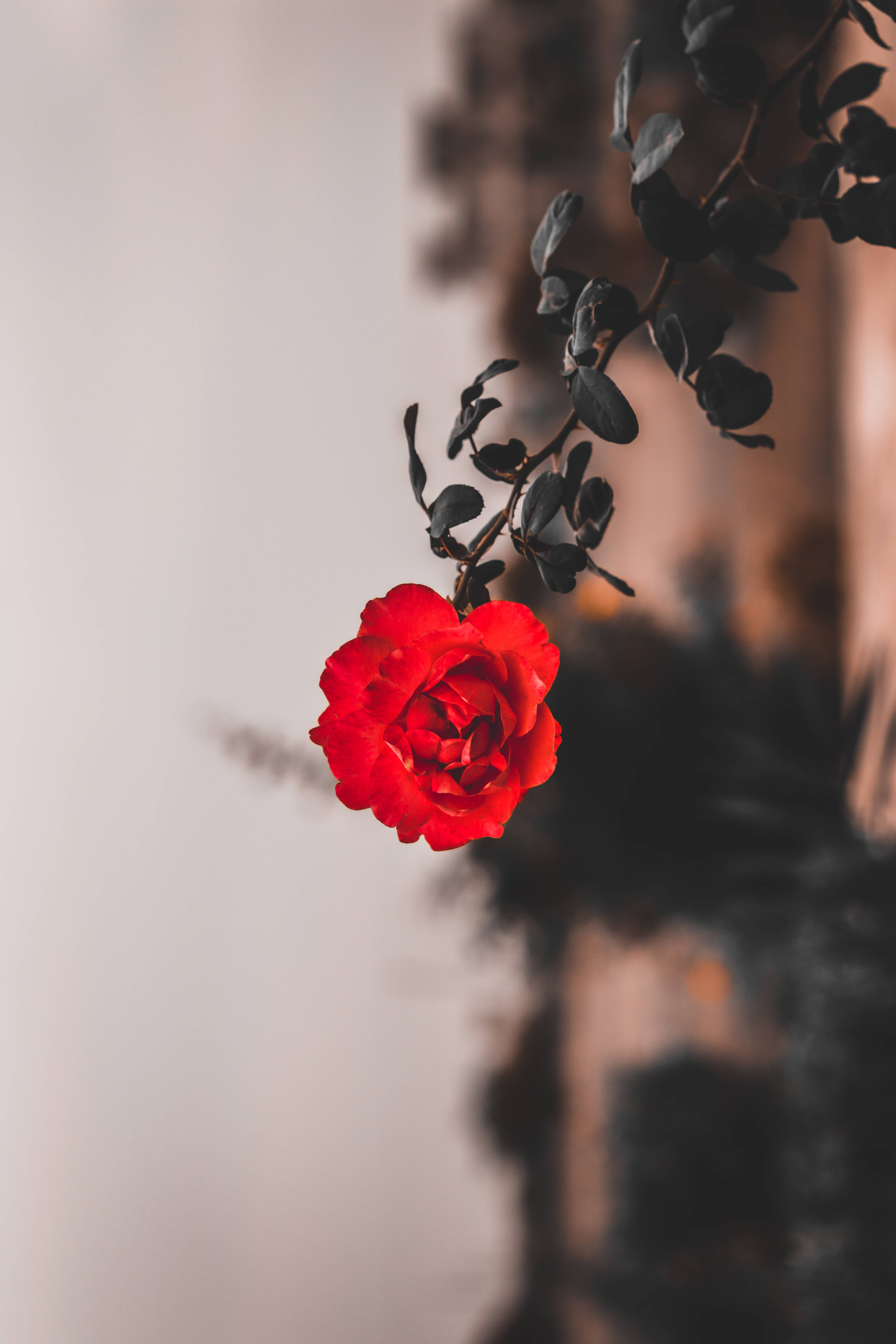 Rose iPhone 桌布 壁紙 — 一朵鮮豔的紅玫瑰在柔和的模糊背景中綻放，襯托著深色樹葉。