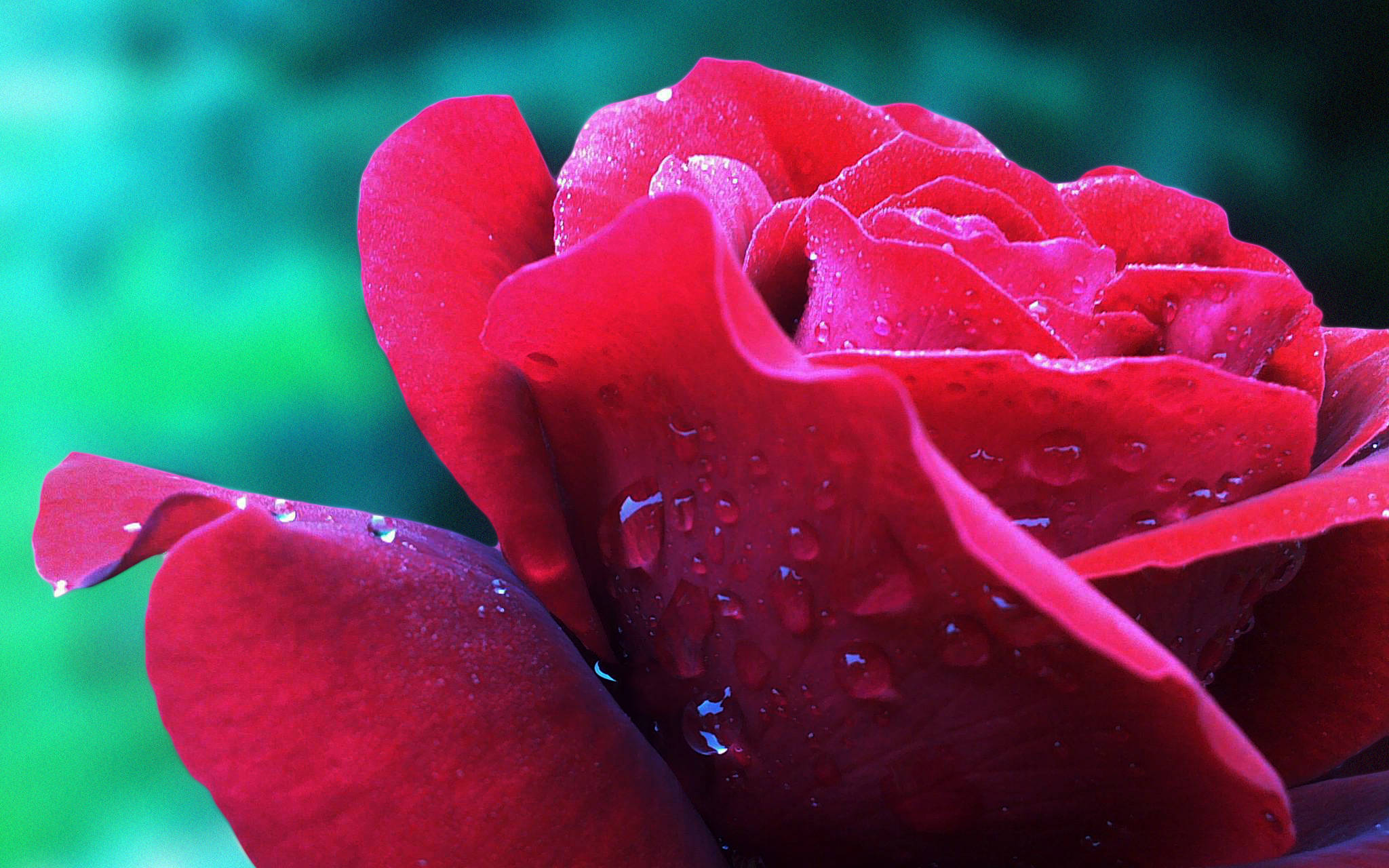 Rose Flower 桌布 壁紙 — 一朵鮮豔的紅玫瑰在柔和的綠色模糊背景上閃爍著露珠。