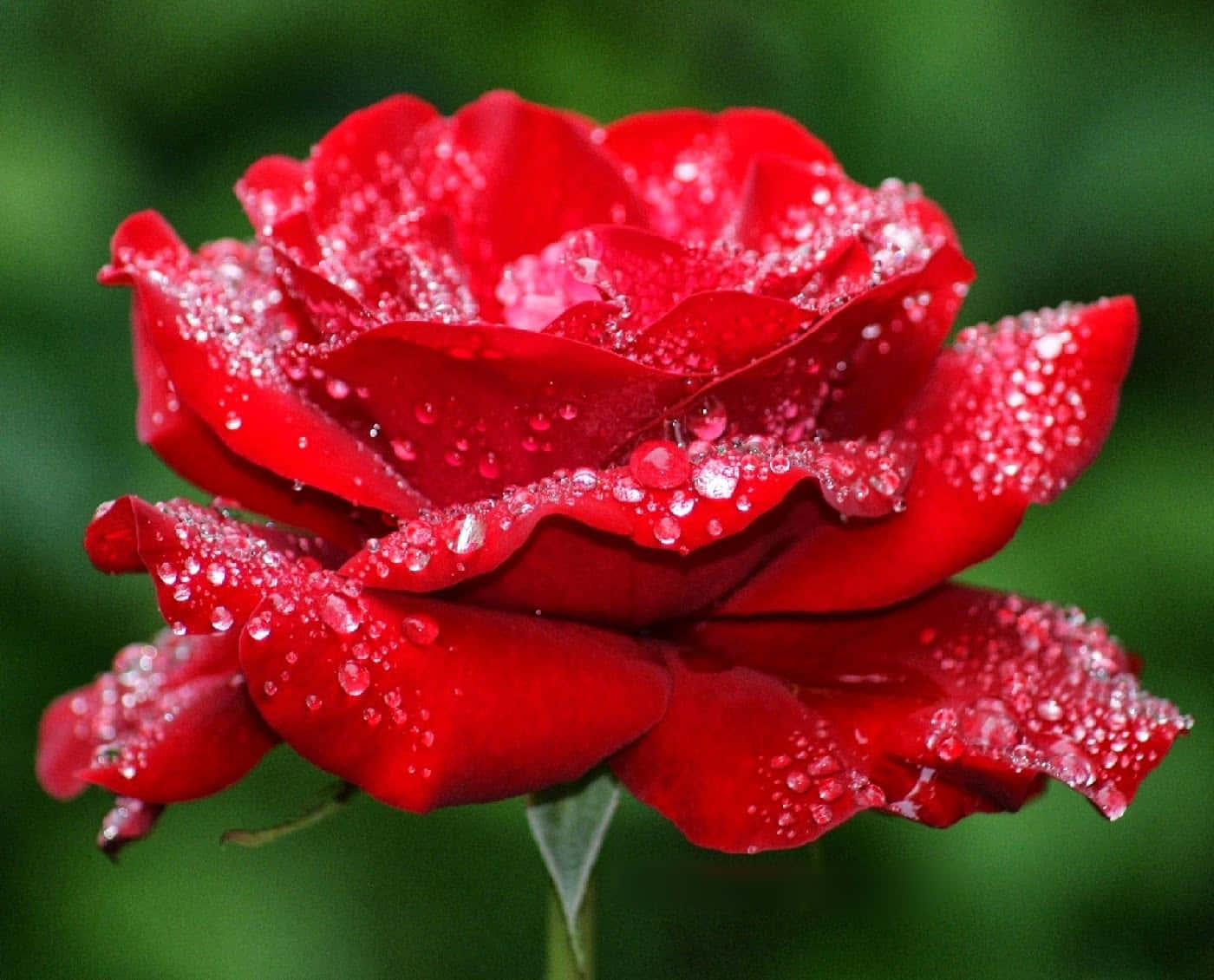 Beautiful Rose 桌布 壁紙 — 一朵鮮豔的紅玫瑰在柔和的綠色模糊背景上閃爍著露珠。