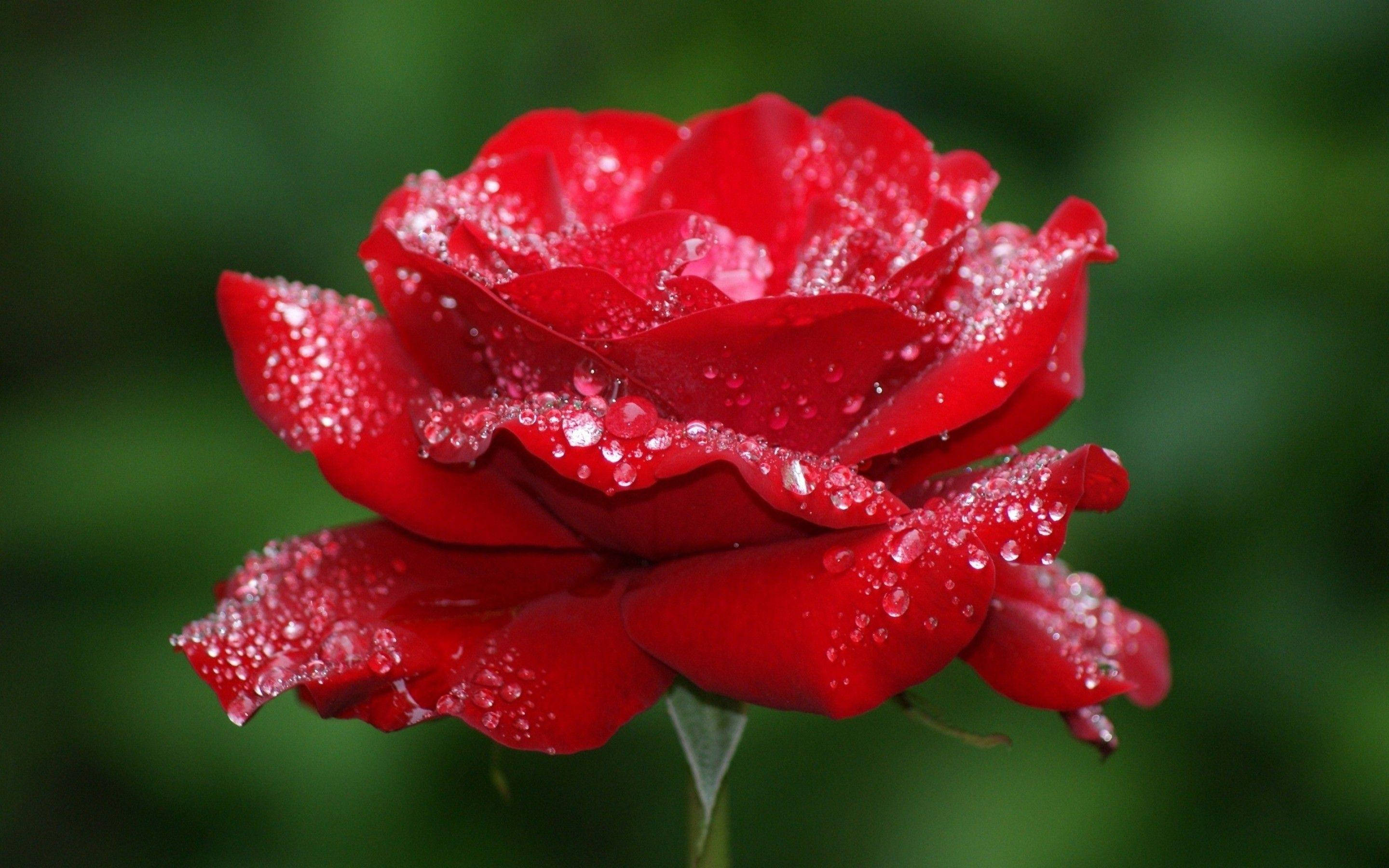 beautiful rose HD 桌布 壁紙 — 一朵鮮豔的紅玫瑰在柔和的綠色模糊背景上閃爍著露珠。