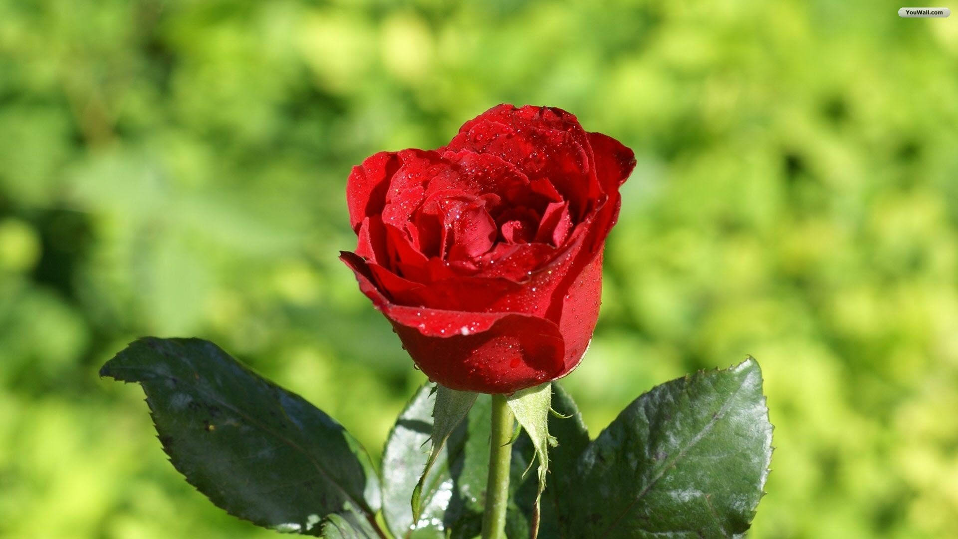 Rose HD 桌布 壁紙 — 一朵鮮豔的紅玫瑰在柔和的綠色模糊背景上閃爍著露珠。