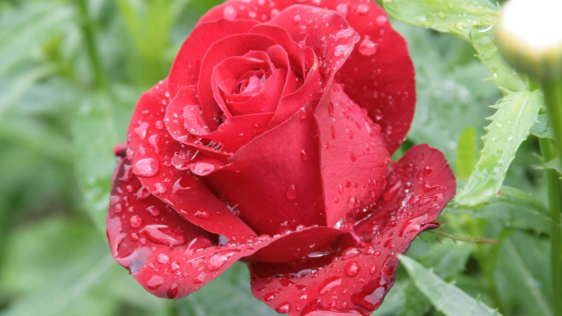 Roses Desktop 桌布 壁紙 — 一朵鮮豔的紅玫瑰在柔和的綠色樹葉背景下閃爍著露珠。
