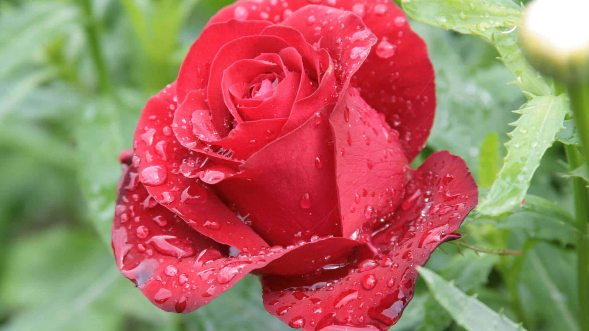Burgundy Flower 桌布 壁紙 — 一朵鮮豔的紅玫瑰在柔和的綠色花園背景下閃爍著露珠。
