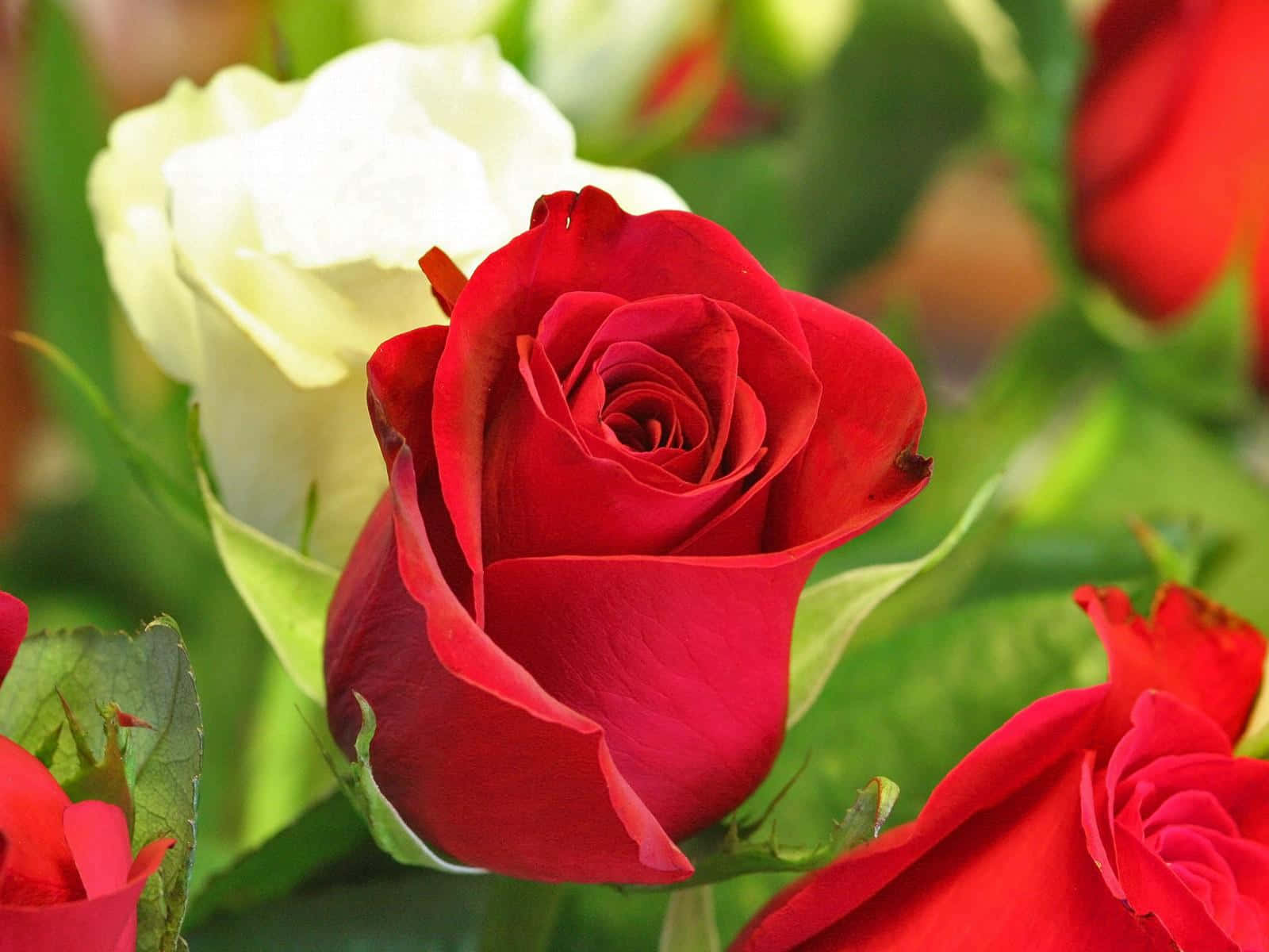 Beautiful Roses 桌布 壁紙 — 一朵鮮豔的紅玫瑰在柔和的背景下，與一朵奶油白玫瑰和茂盛的綠葉一起清晰綻放。