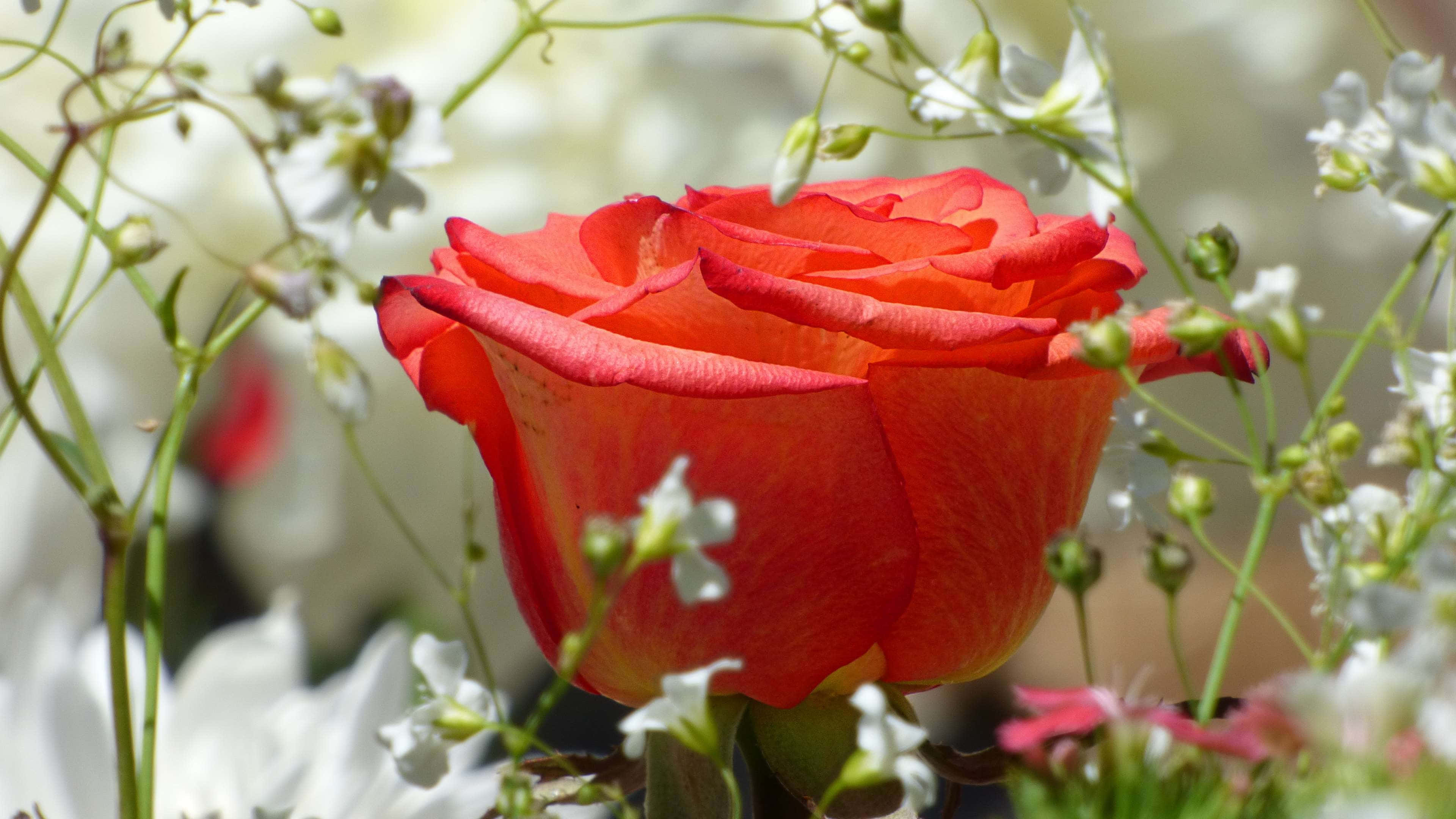 Red Rose 桌布 壁紙 — 一朵鮮豔的紅玫瑰在柔和自然光中，伴隨著精緻的白色滿天星盛開。
