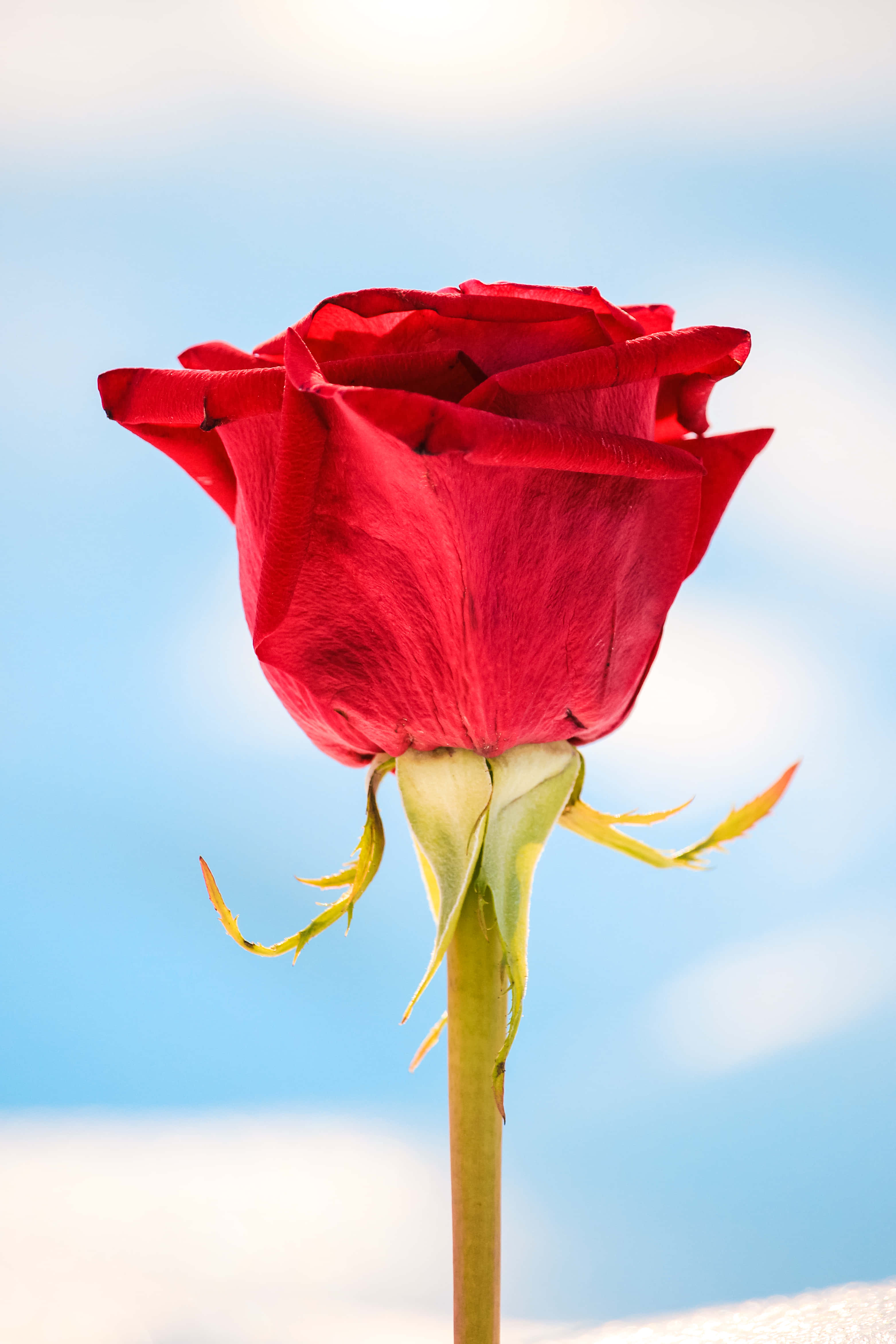 Rose Mobile 桌布 壁紙 — 一朵鮮豔的紅玫瑰在柔和藍天與輕柔雲朵中高高聳立。