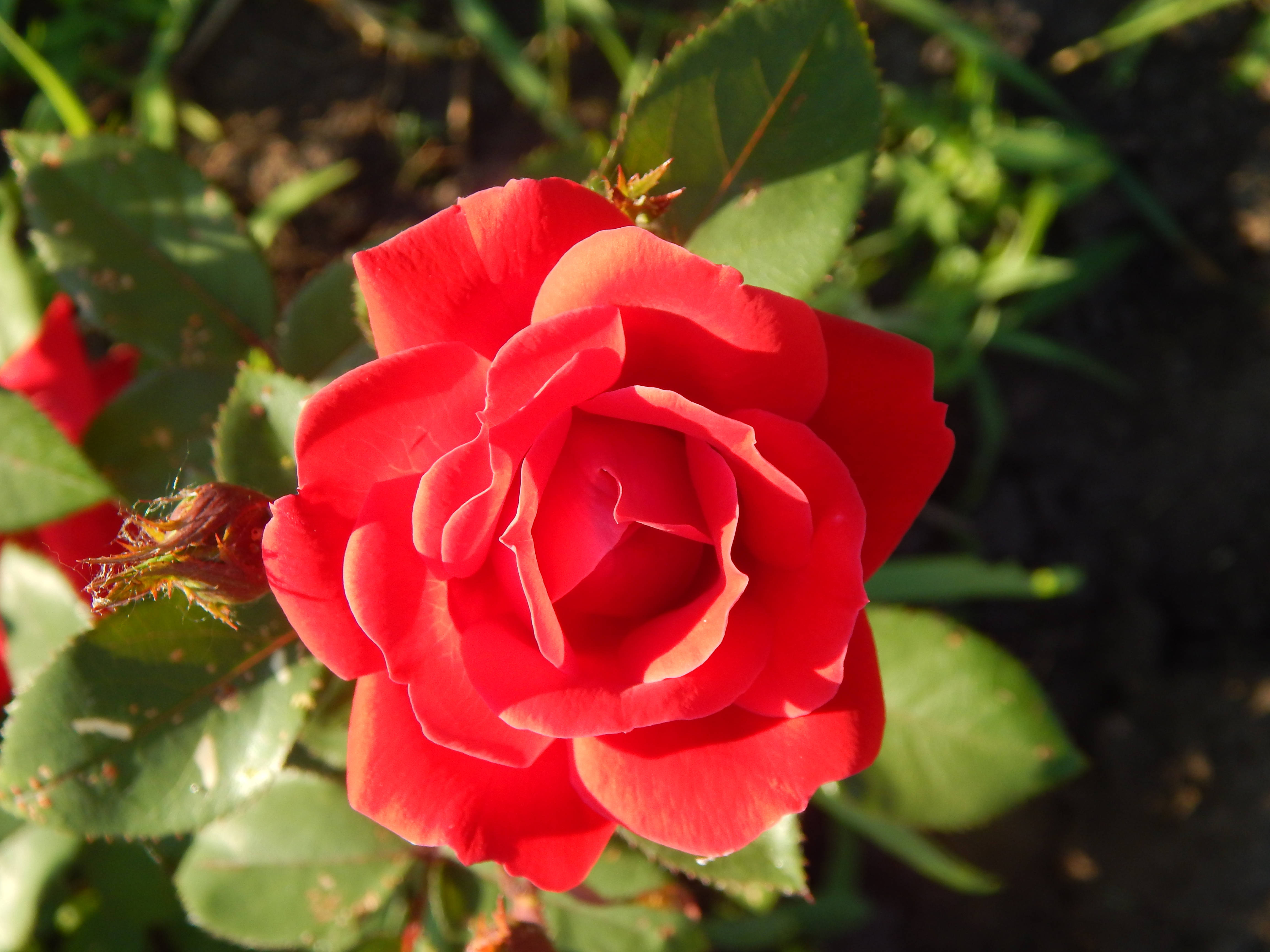 love rose HD 桌布 壁紙 — 一朵鮮豔的紅玫瑰在柔和陽光下盛開，伴隨著茂盛的綠葉和模糊的泥土背景。