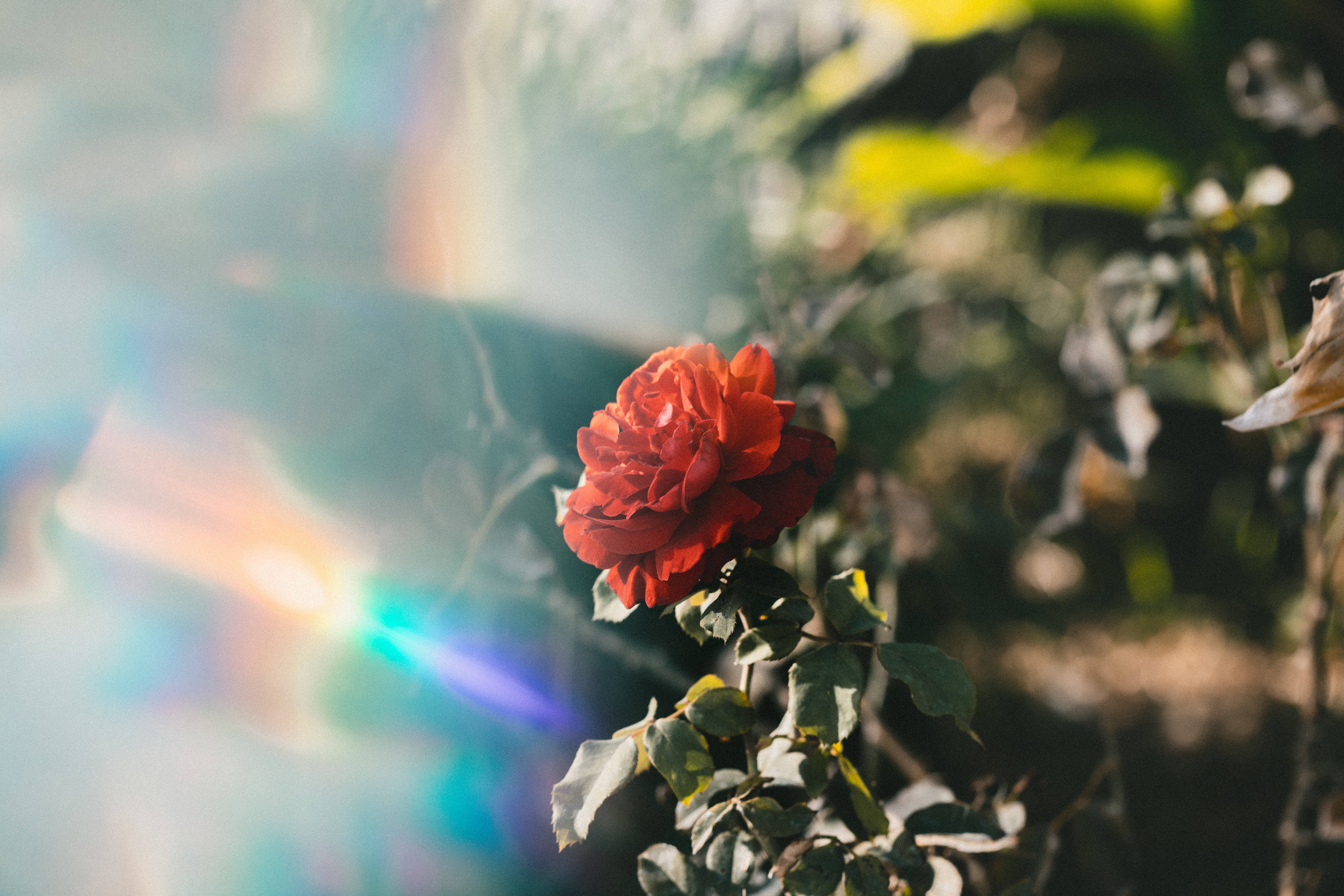 Prism 桌布 壁紙 — 一朵鮮豔的紅玫瑰在柔和陽光下盛開，背後有色彩繽紛的鏡頭光暈閃耀。
