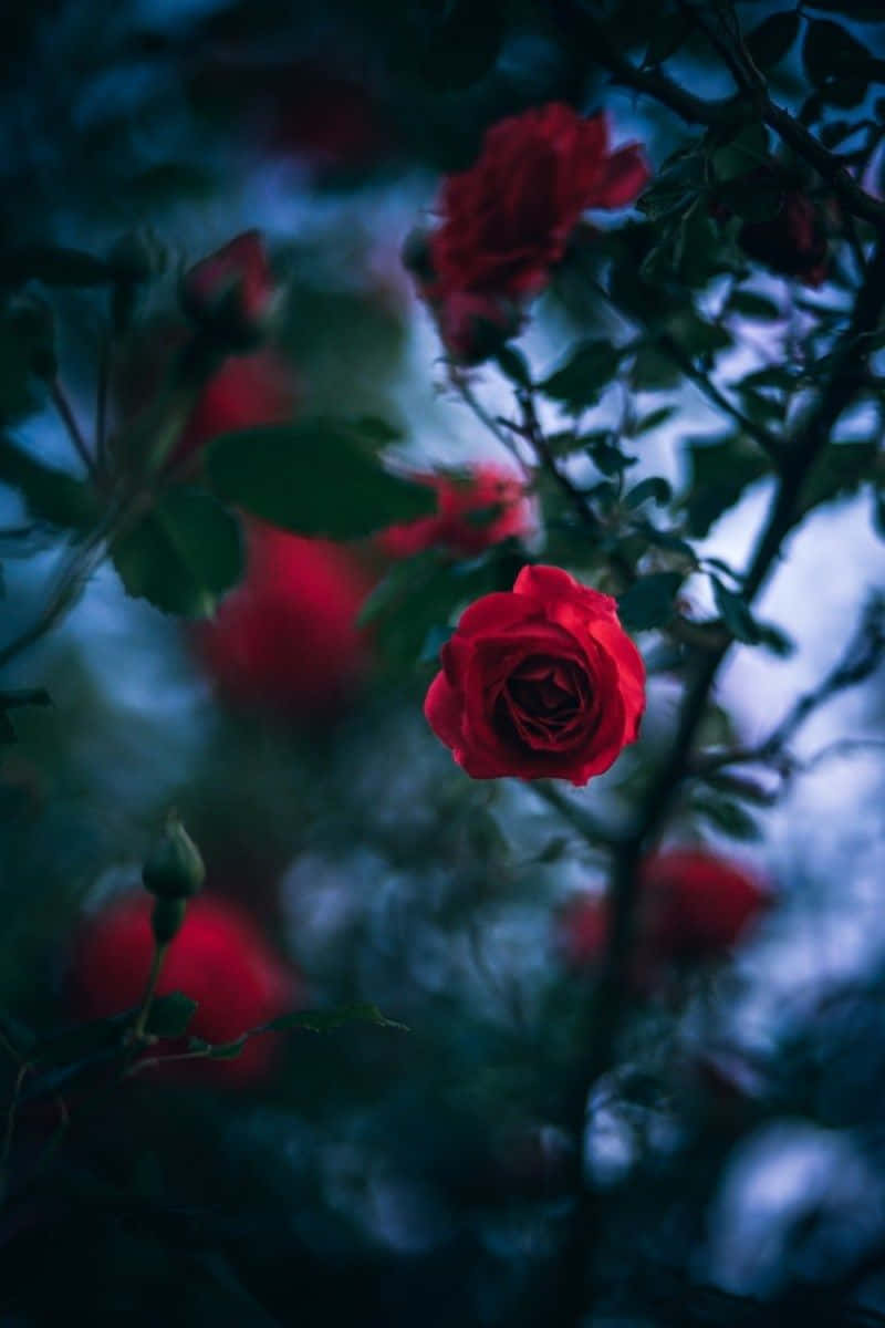 Roses 桌布 壁紙 — 一朵鮮豔的紅玫瑰在柔焦中綻放，背景是涼爽的藍色暮色花園。