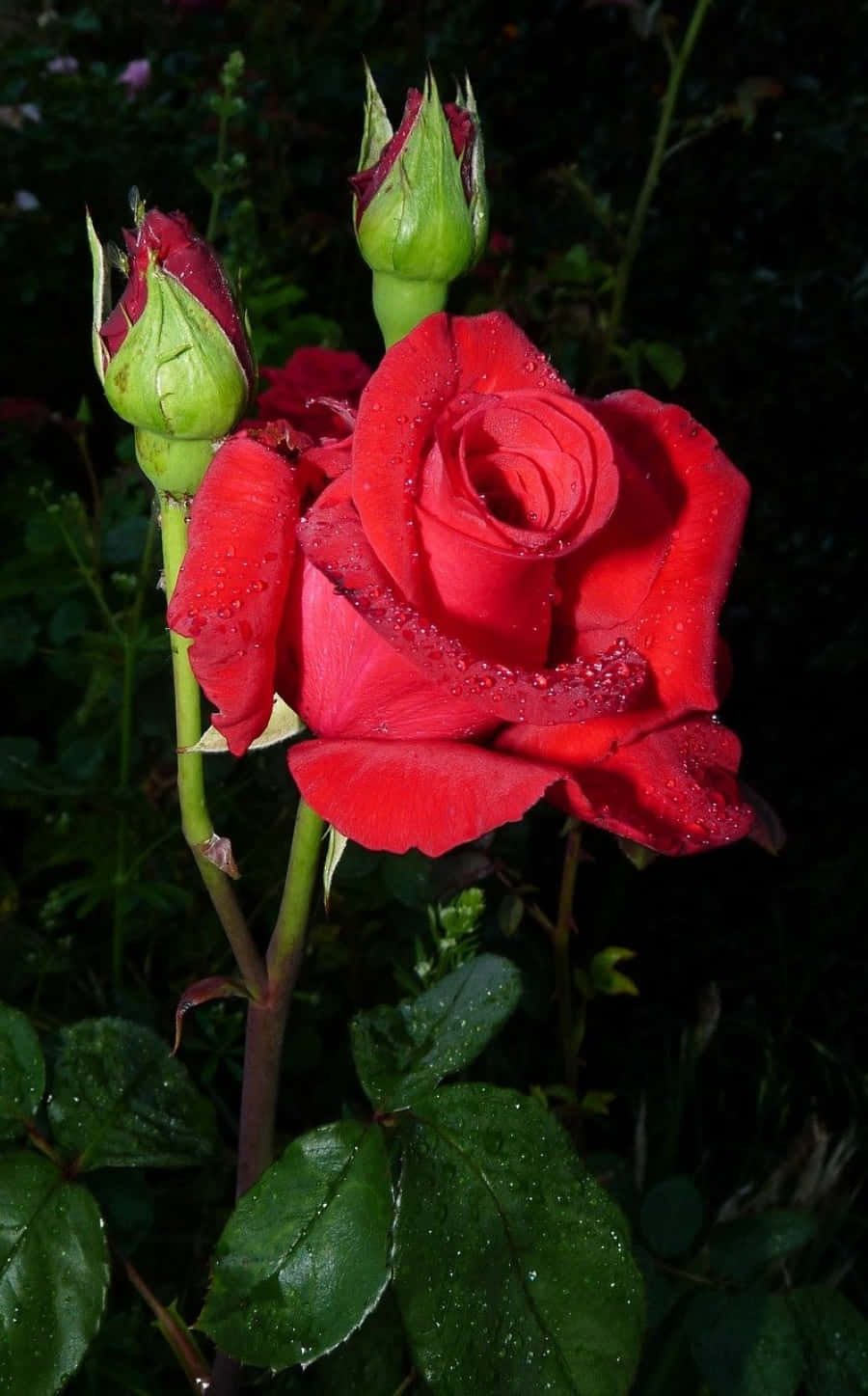 Rose In Rain 桌布 壁紙 — 一朵鮮豔的紅玫瑰在深綠色葉子背景上閃爍著露珠，旁邊有兩個未開的花蕾。