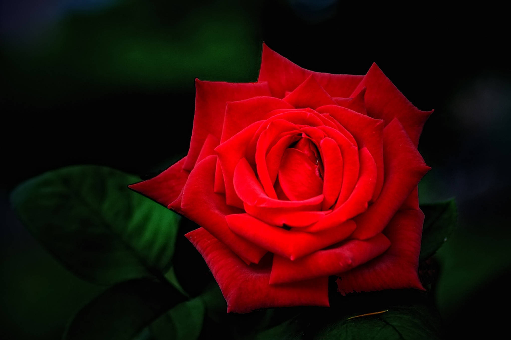 beautiful rose HD 桌布 壁紙 — 一朵鮮豔的紅玫瑰在深色模糊的綠色背景下綻放出豐富的細節。