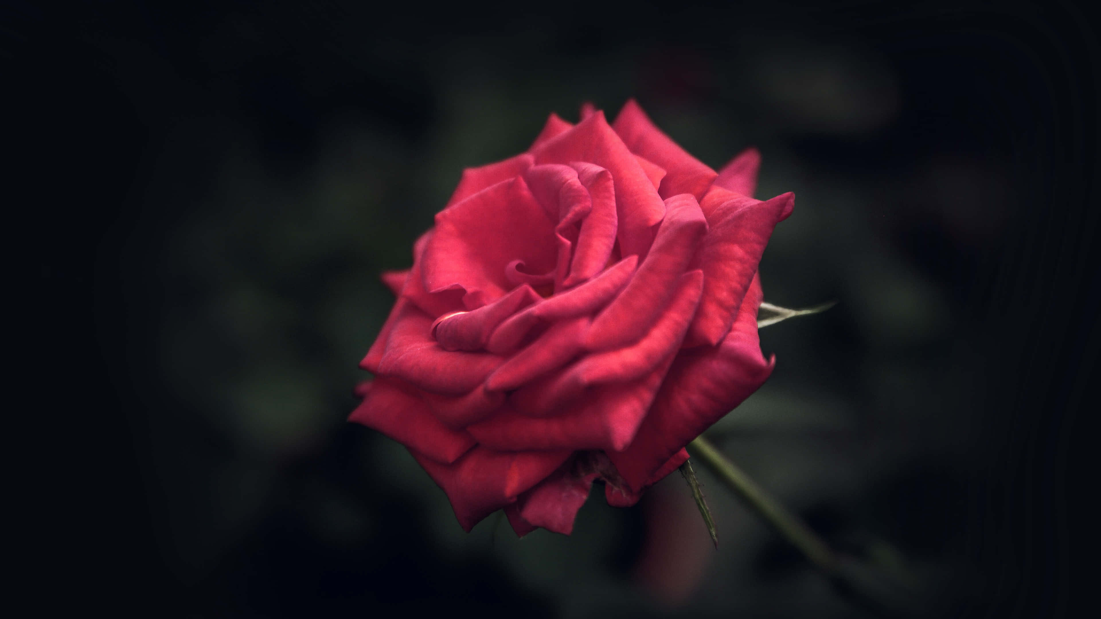 Cool Rose 桌布 壁紙 — 一朵鮮豔的紅玫瑰在深色背景中綻放，襯托著柔和模糊的樹葉。