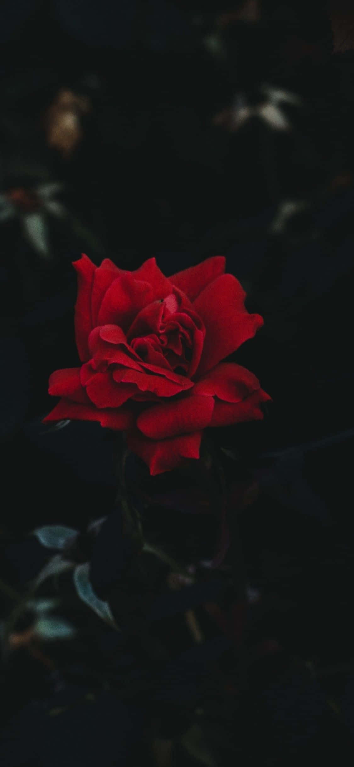 紅色 iPhone 桌布 壁紙 — 一朵鮮豔的紅玫瑰在深邃陰影背景和柔和模糊的樹葉襯托下戲劇性地盛開。