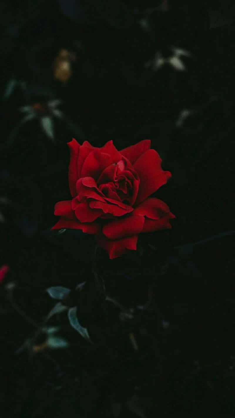 Cool Rose 桌布 壁紙 — 一朵鮮豔的紅玫瑰在深邃陰暗的背景和模糊的樹葉襯托下戲劇性地綻放。