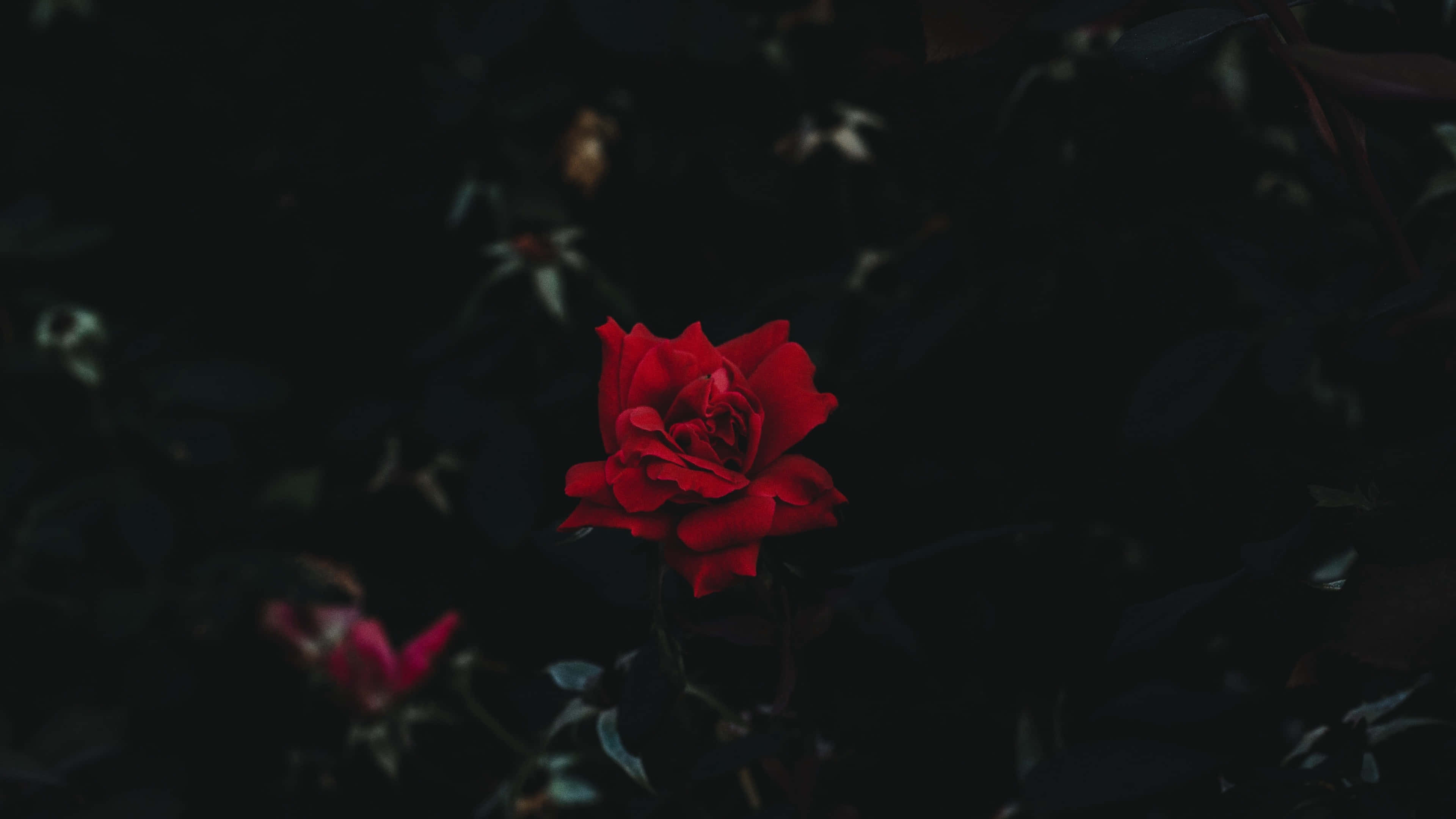 Valentines Day Roses 桌布 壁紙 — 一朵鮮豔的紅玫瑰在深邃陰暗的花園背景下戲劇性地綻放。