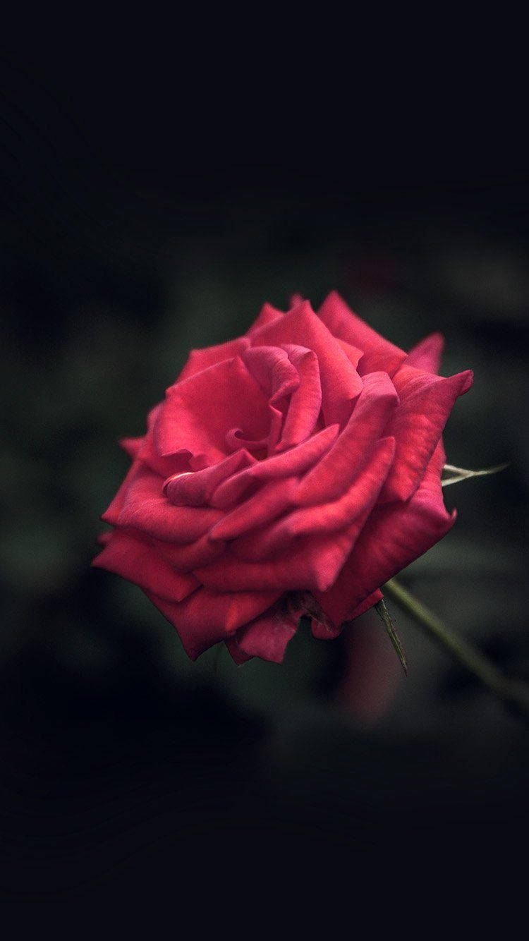 Rose iPhone 桌布 壁紙 — 一朵鮮豔的紅玫瑰在深黑色背景上綻放，周圍有柔和模糊的綠色植物。
