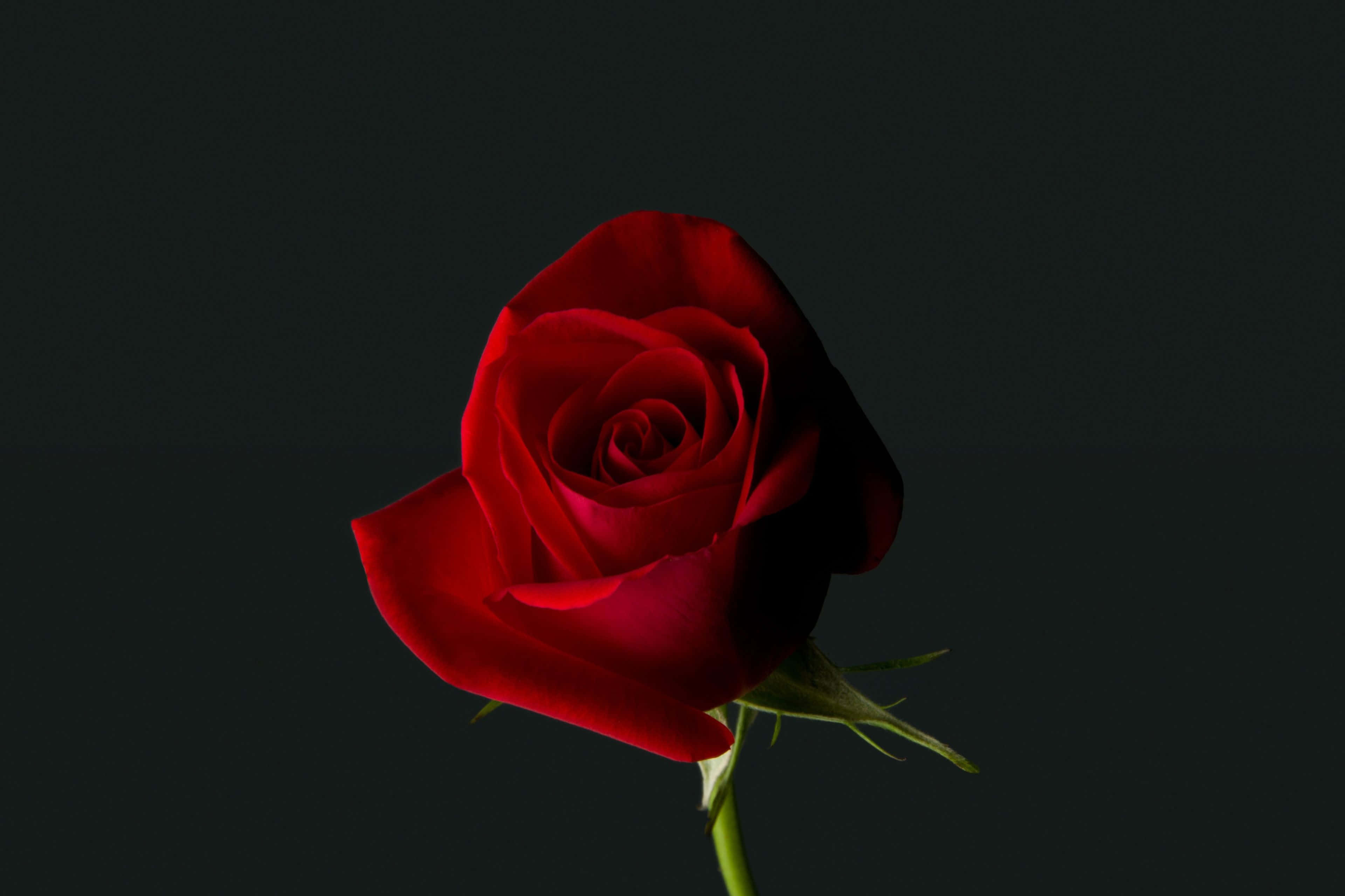 Valentines Day Roses 桌布 壁紙 — 一朵鮮豔的紅玫瑰在深黑色背景上綻放，花瓣柔和地照亮，展現出複雜的層次和豐富的色彩。