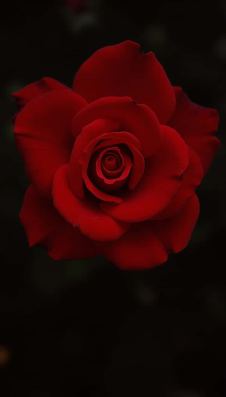 Flower 壁紙 — 一朵鮮豔的紅玫瑰在深黑色背景上綻放，柔和的光線突顯其層層疊疊的花瓣。