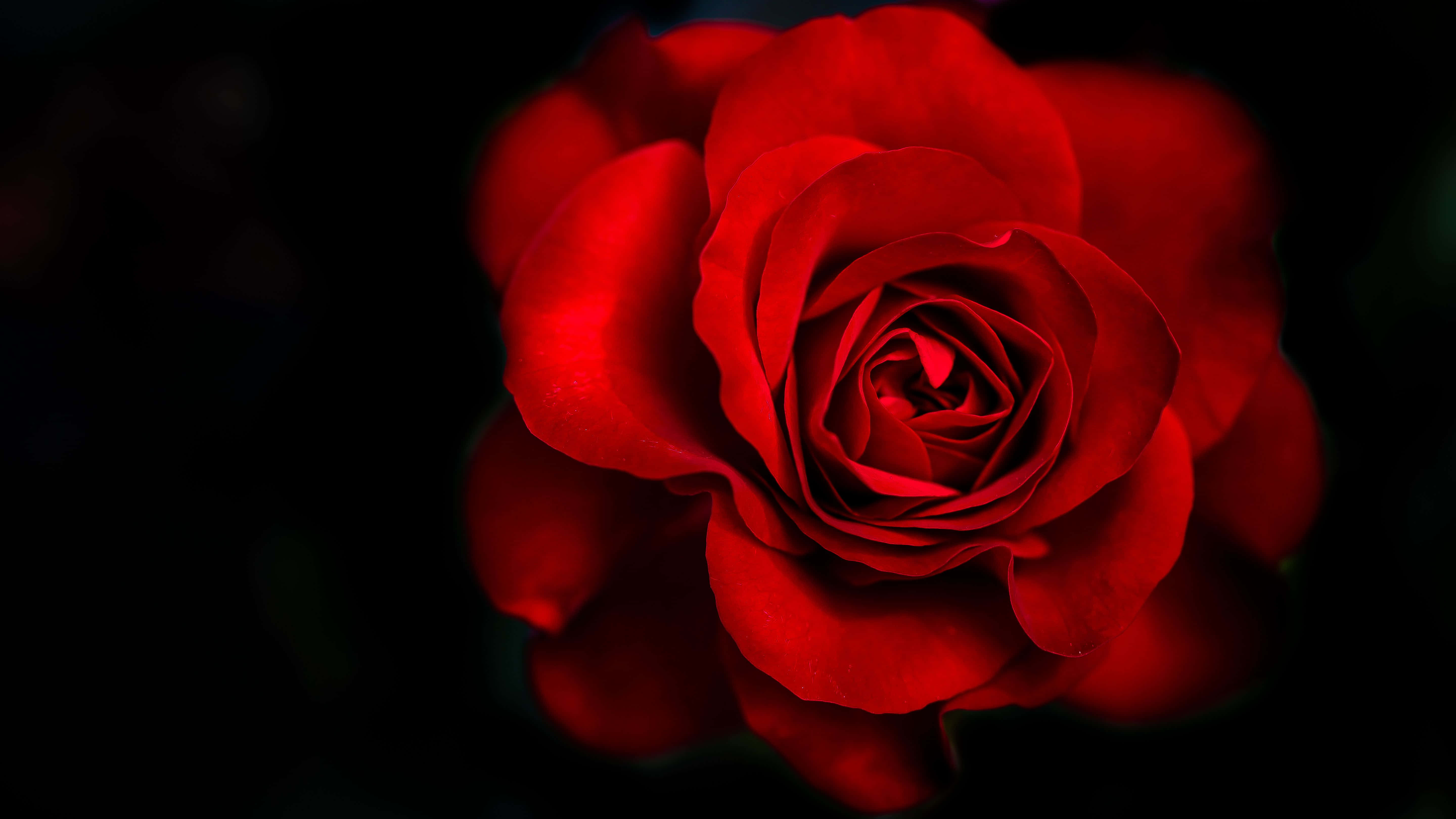 Red Rose 桌布 壁紙 — 一朵鮮豔的紅玫瑰在深黑色背景上綻放，帶有柔和的散景高光。