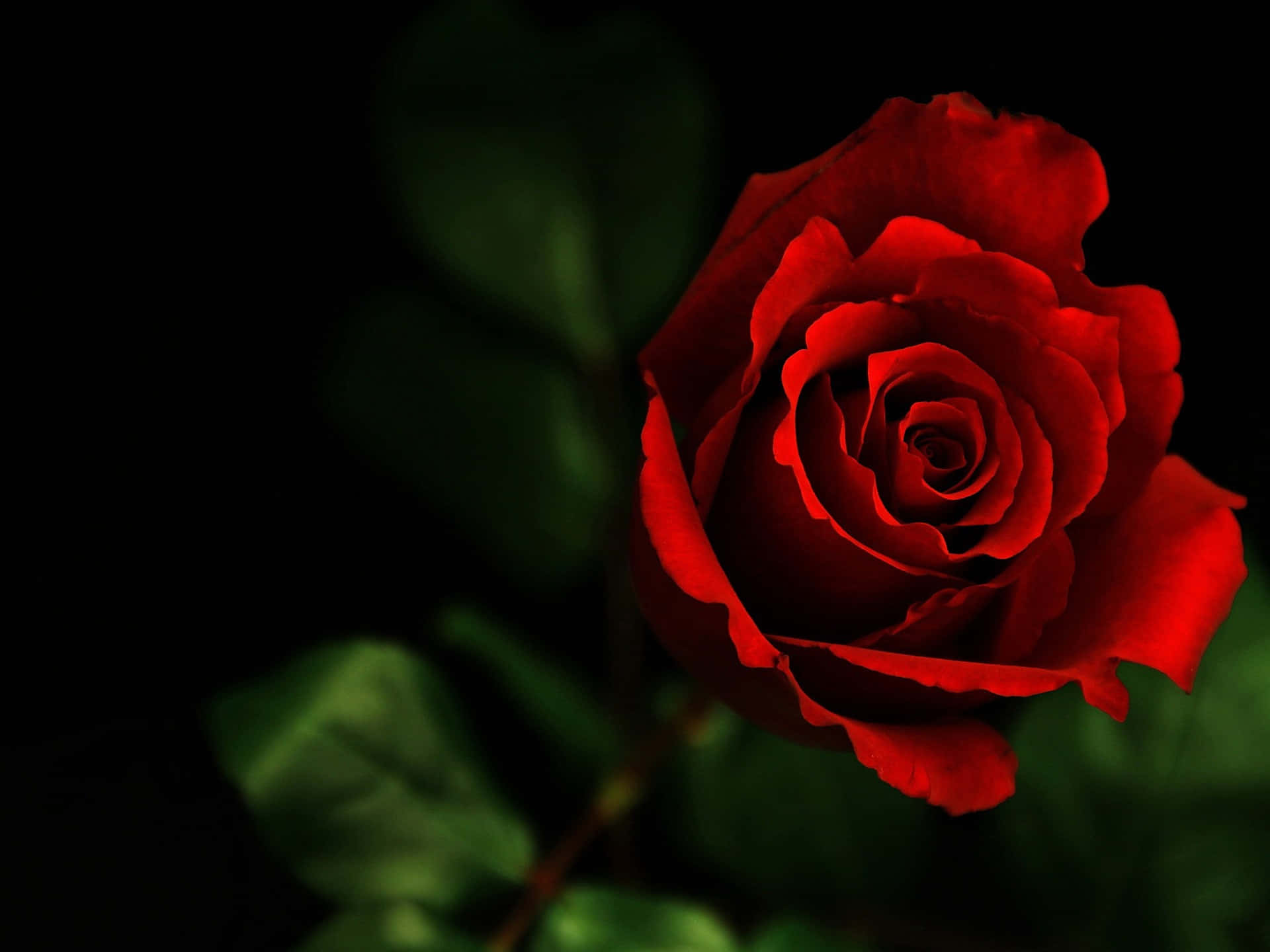 Roses 桌布 壁紙 — 一朵鮮豔的紅玫瑰在深黑色背景和模糊的綠葉襯托下盛開。