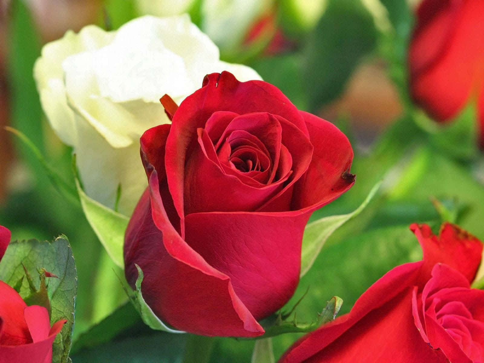 Red And White Roses 桌布 壁紙 — 一朵鮮豔的紅玫瑰在清晰對焦中盛開，旁邊是一朵奶油白玫瑰，襯以茂盛的綠葉，背景柔和模糊。