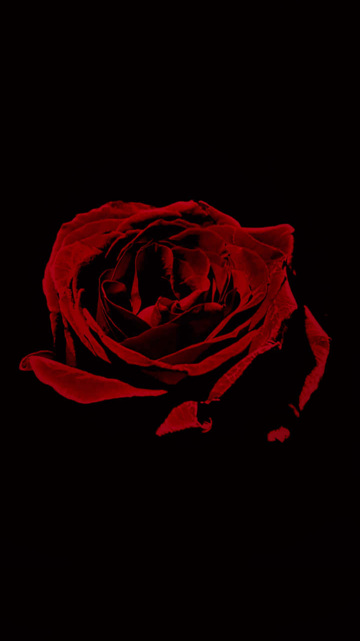 Cool Rose 桌布 壁紙 — 一朵鮮豔的紅玫瑰在純黑背景中閃耀，花瓣被柔和照亮，展現出複雜的紋理和陰影。
