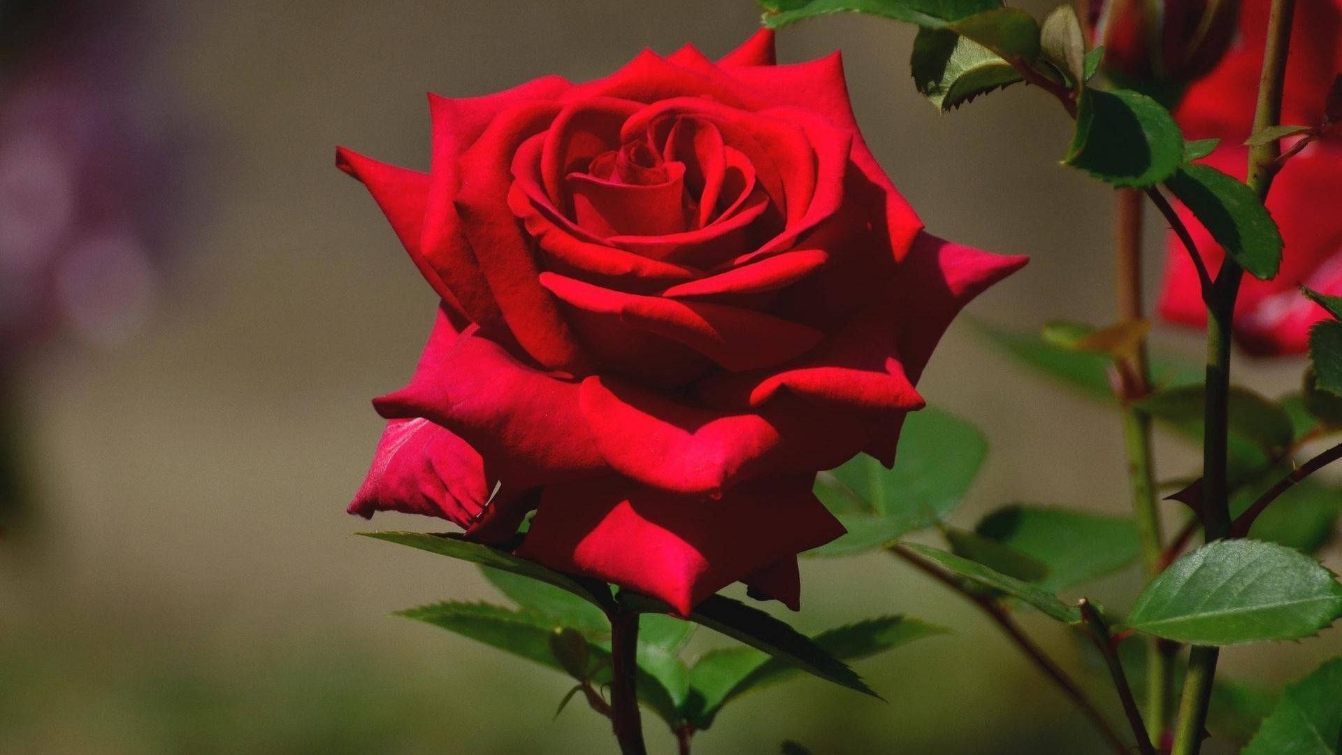 Roses 桌布 壁紙 — 一朵鮮豔的紅玫瑰在自然光下，以柔和的模糊綠色樹葉為背景，綻放出複雜的花瓣。
