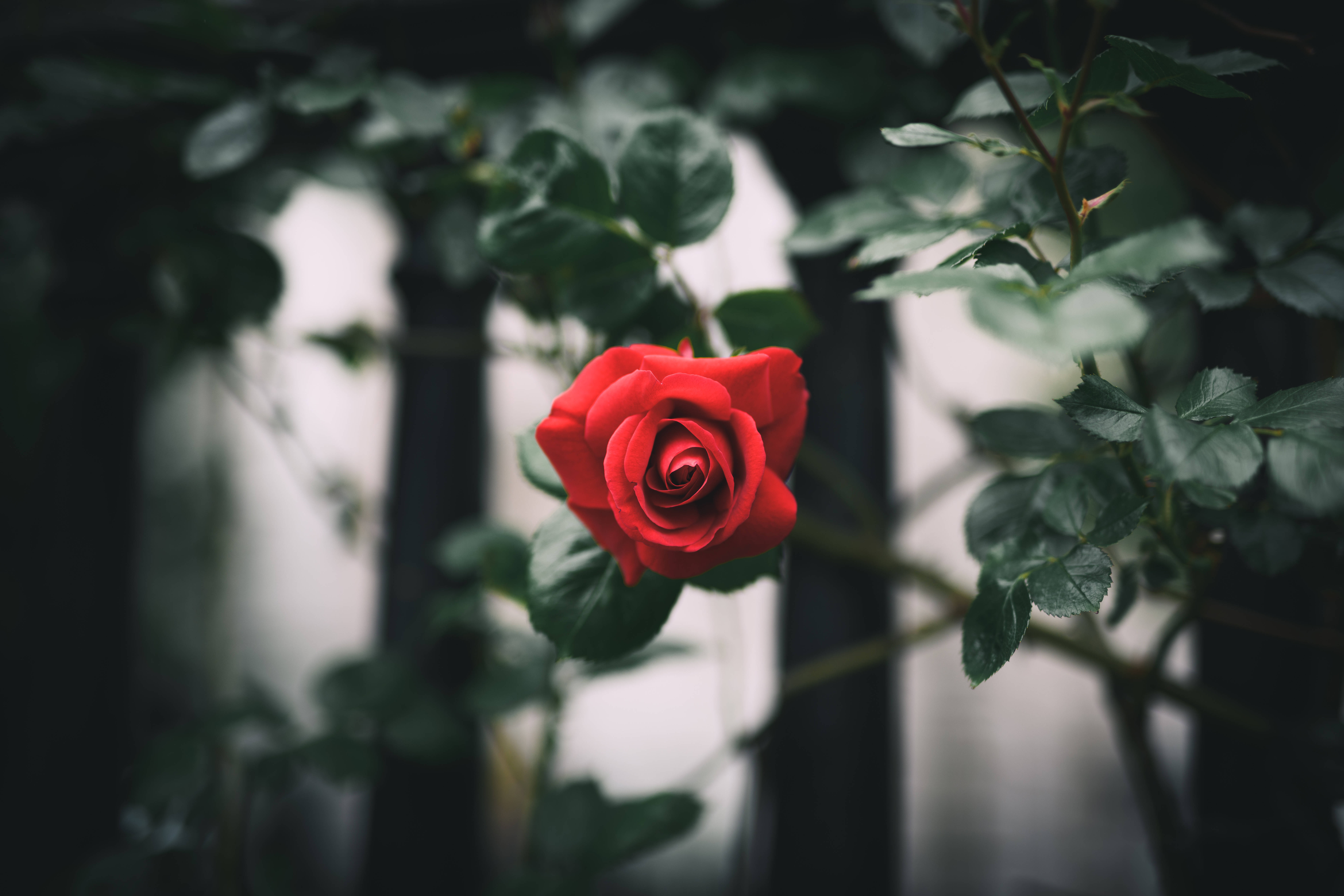 Rose HD 桌布 壁紙 — 一朵鮮豔的紅玫瑰在茂密的綠葉中盛開，背景是柔和模糊的深色籬笆。