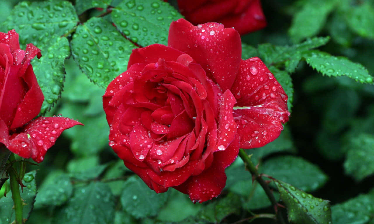 1280x768 Rose 桌布 壁紙 — 一朵鮮豔的紅玫瑰在茂密綠葉的襯托下閃爍著露珠，特寫花園鏡頭。