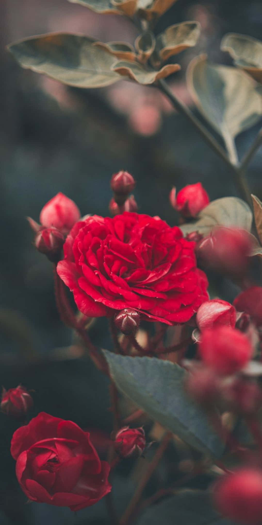 Pixel 3 Roses 桌布 壁紙 — 一朵鮮豔的紅玫瑰在茂密花園中，於綠葉和未綻放的花蕾間柔和焦點綻放。