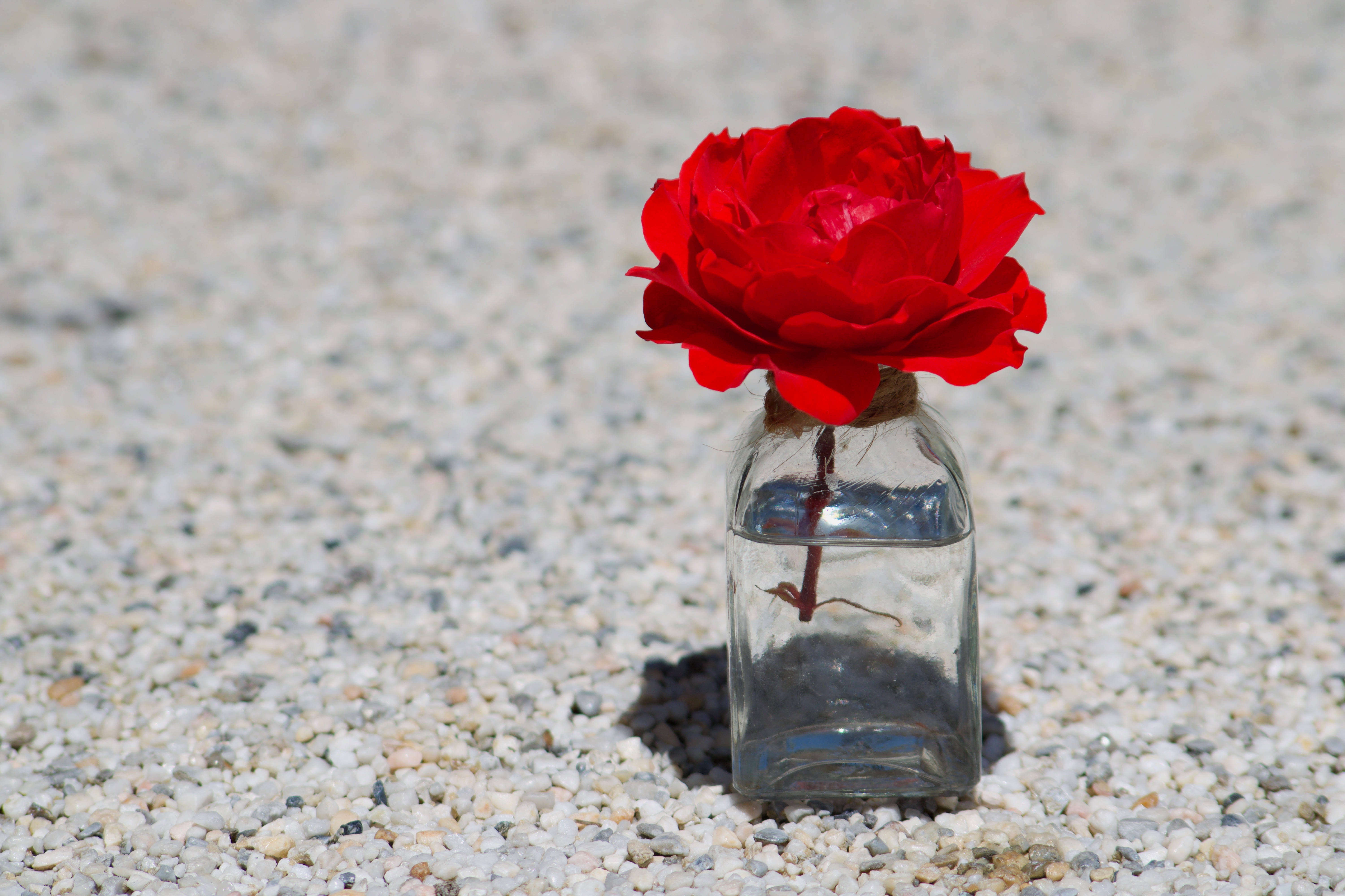 Rose HD 桌布 壁紙 — 一朵鮮豔的紅玫瑰在裝滿水的透明玻璃瓶中盛開，放在淺灰色礫石床上，沐浴在明亮的陽光下。