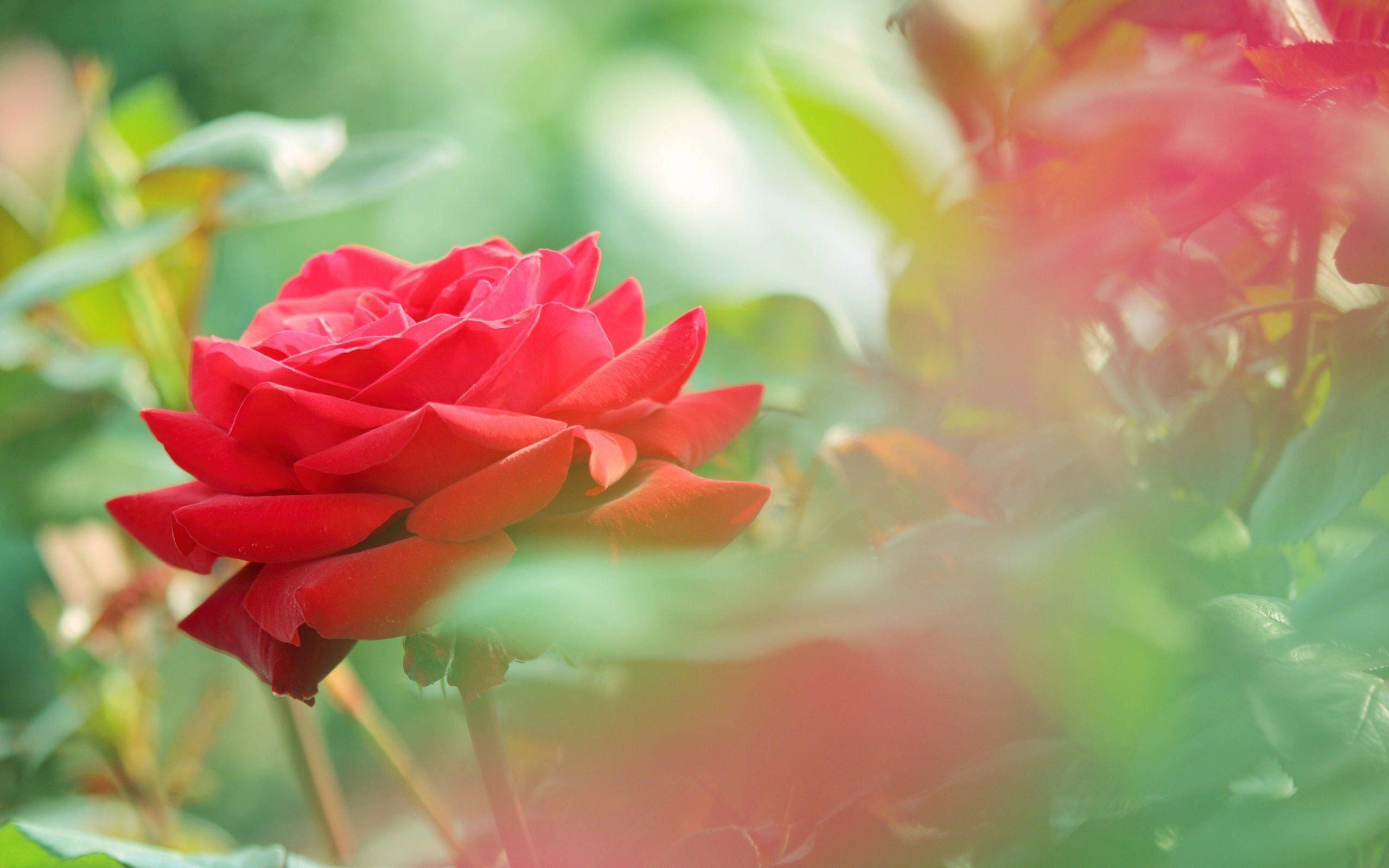 beautiful rose HD 桌布 壁紙 — 一朵鮮豔的紅玫瑰在陽光明媚的花園中柔和綻放，背景有模糊的綠葉和溫暖的鏡頭光暈。