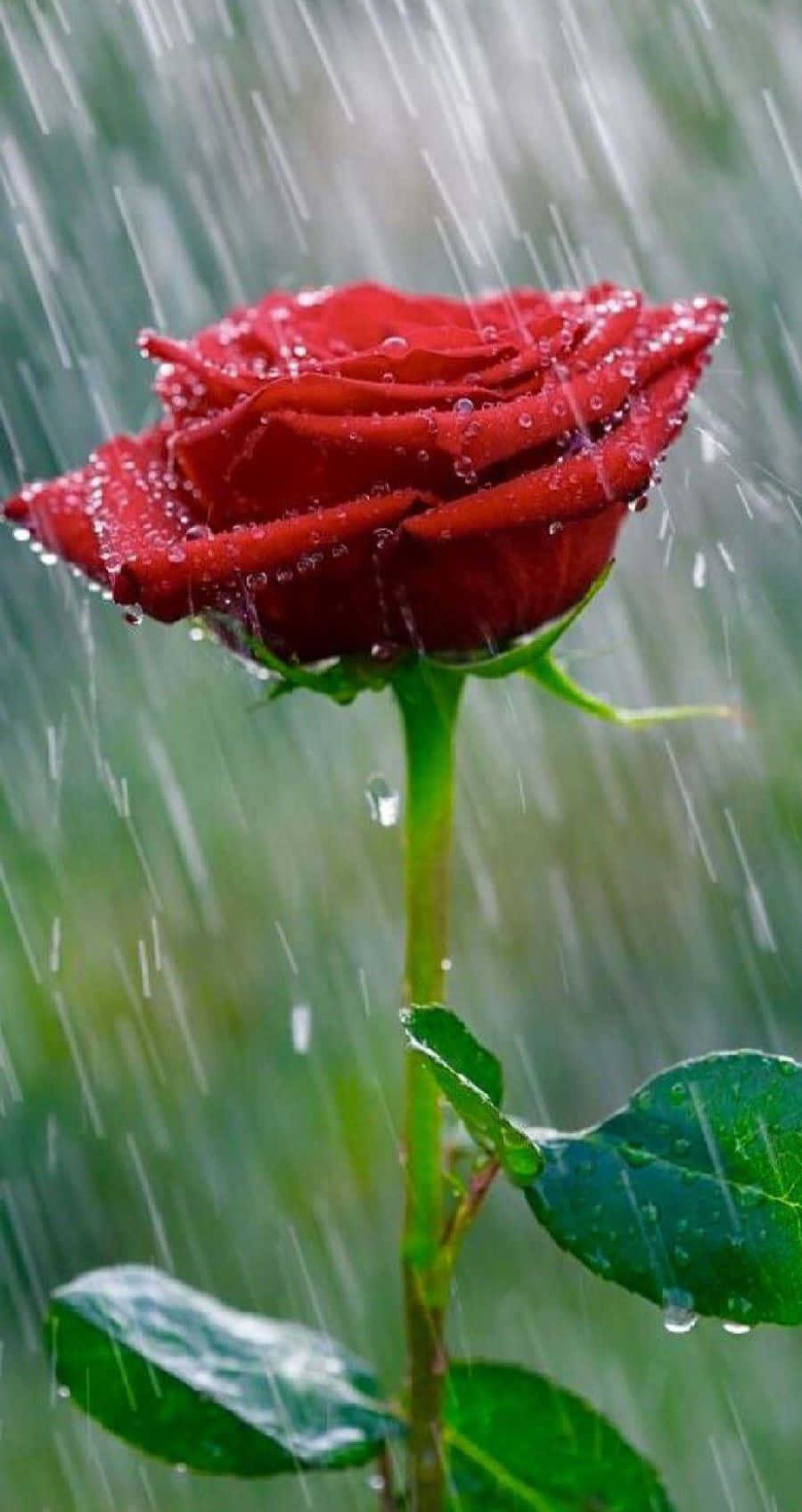 Rose In Rain 桌布 壁紙 — 一朵鮮豔的紅玫瑰在雨滴中閃閃發光，雨水落在模糊的綠色背景上。
