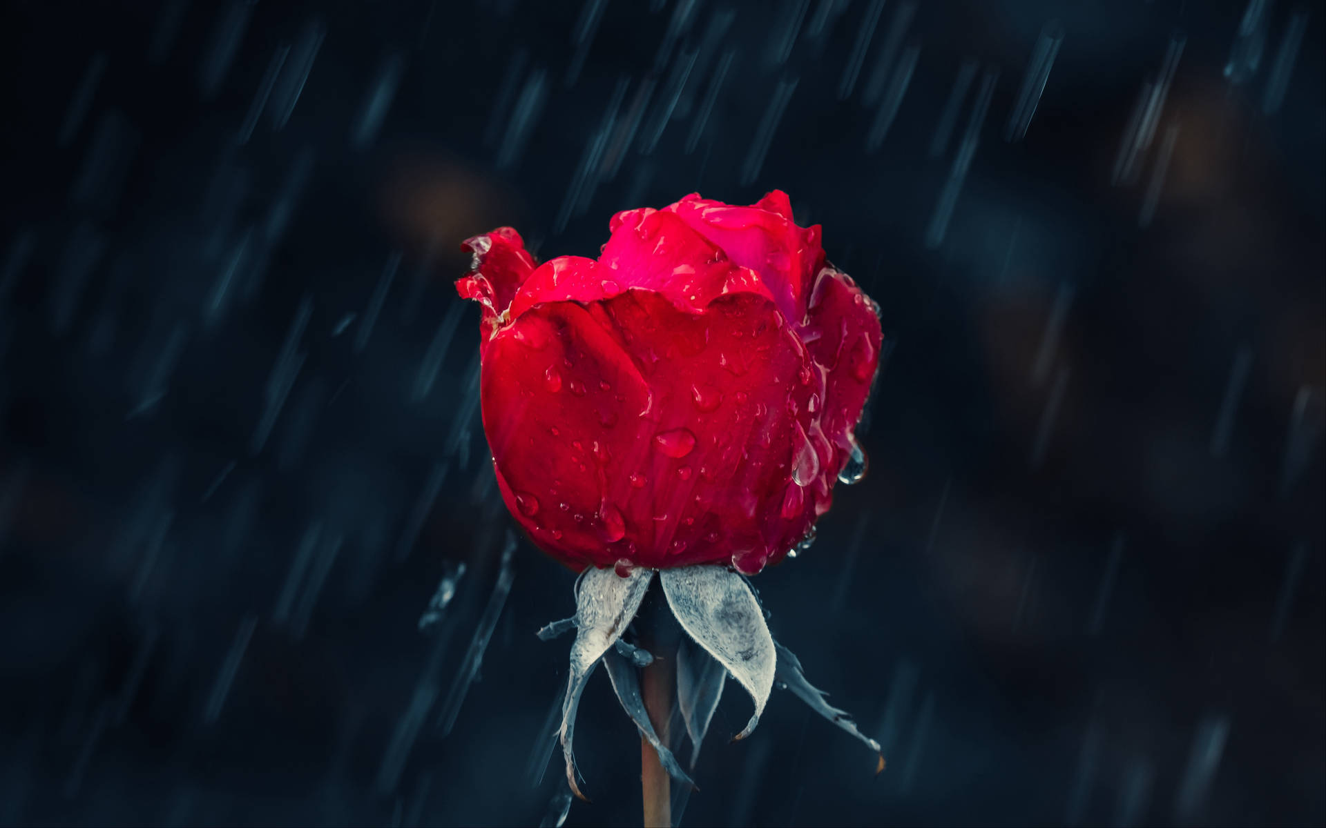 在黑暗背景下，大雨中帶有水珠的紅玫瑰。