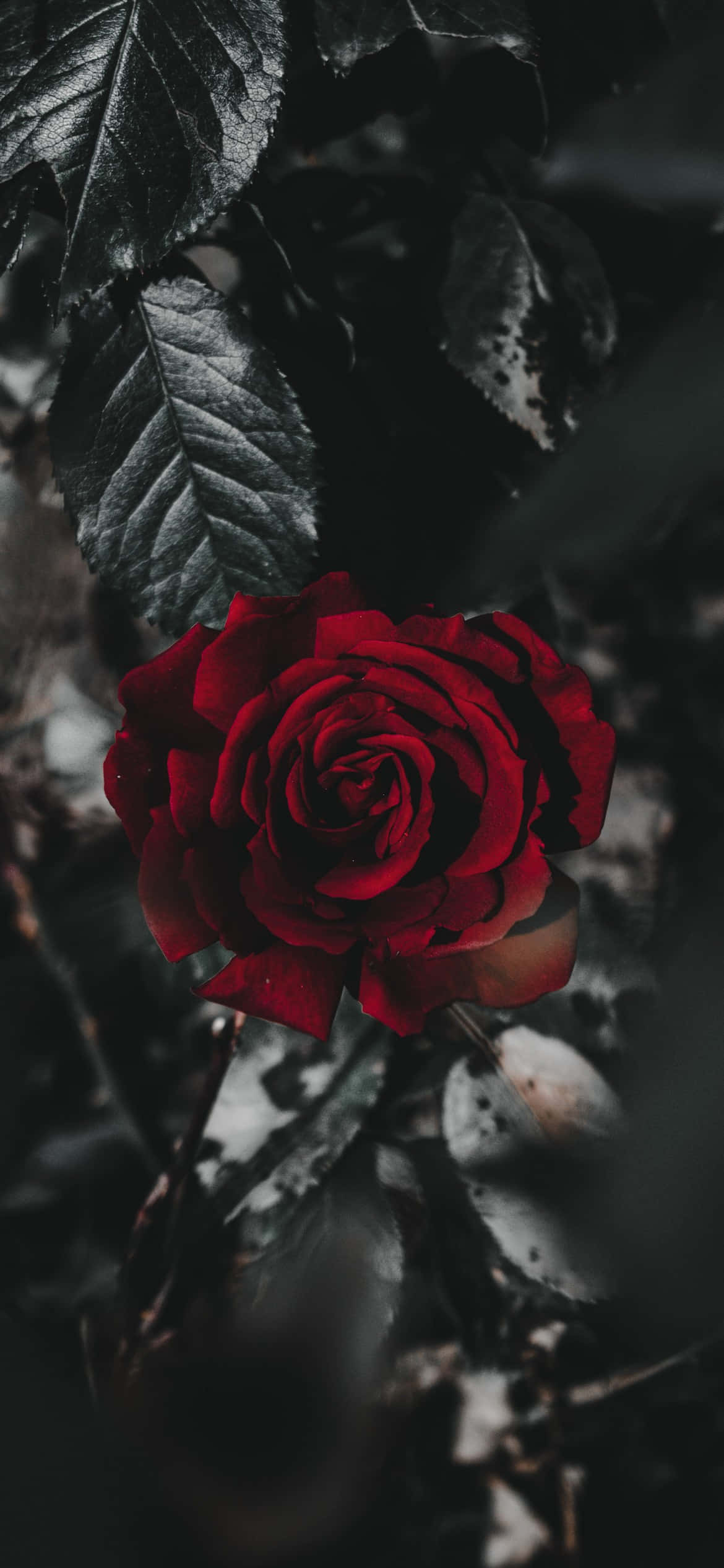 Cool Rose 桌布 壁紙 — 一朵鮮豔的紅玫瑰在黑暗陰鬱的葉子和陰影背景下綻放。
