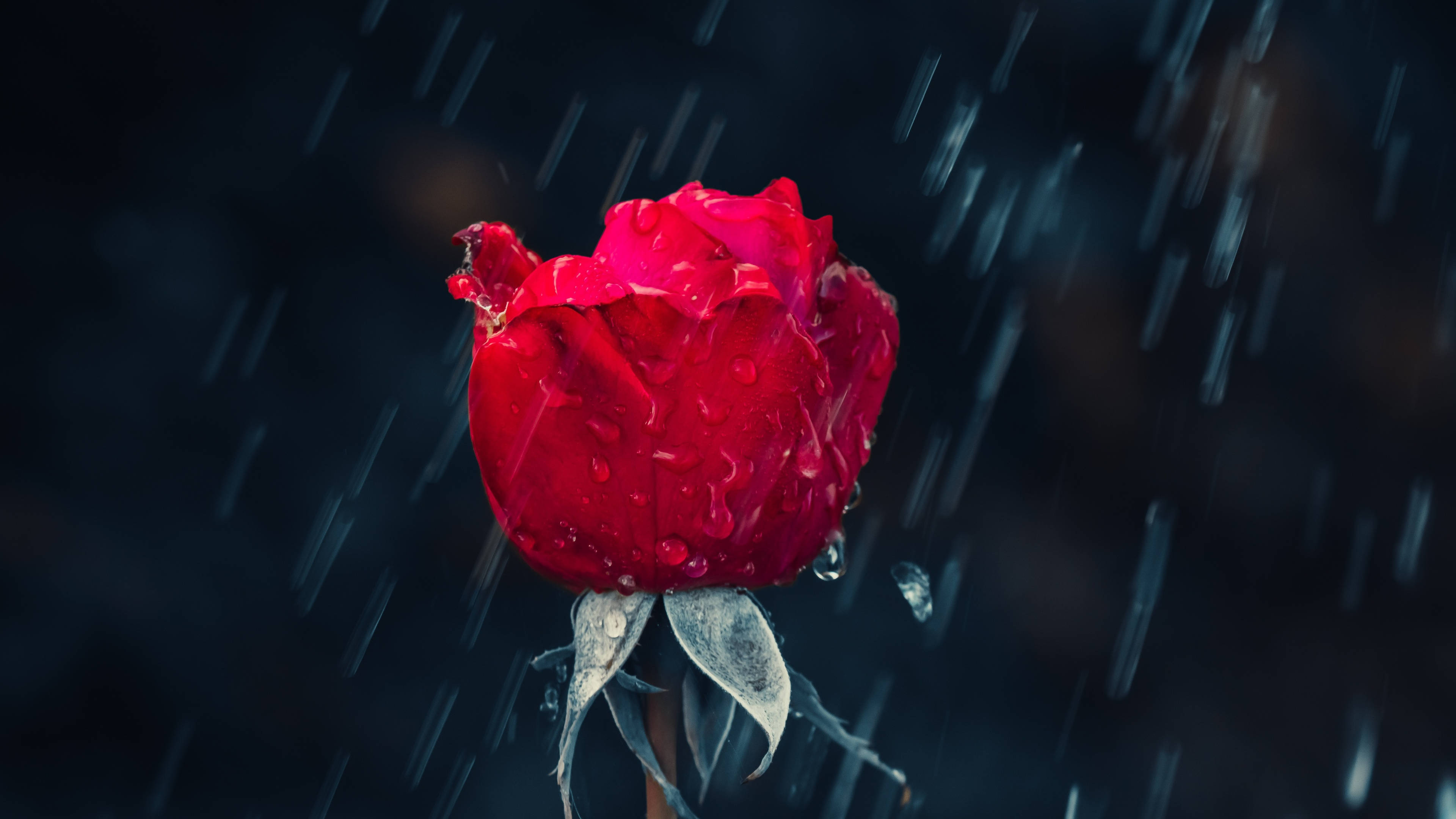 Roses 桌布 壁紙 — 一朵鮮豔的紅玫瑰在黑暗風暴背景中閃爍著雨滴，帶有模糊的雨絲。