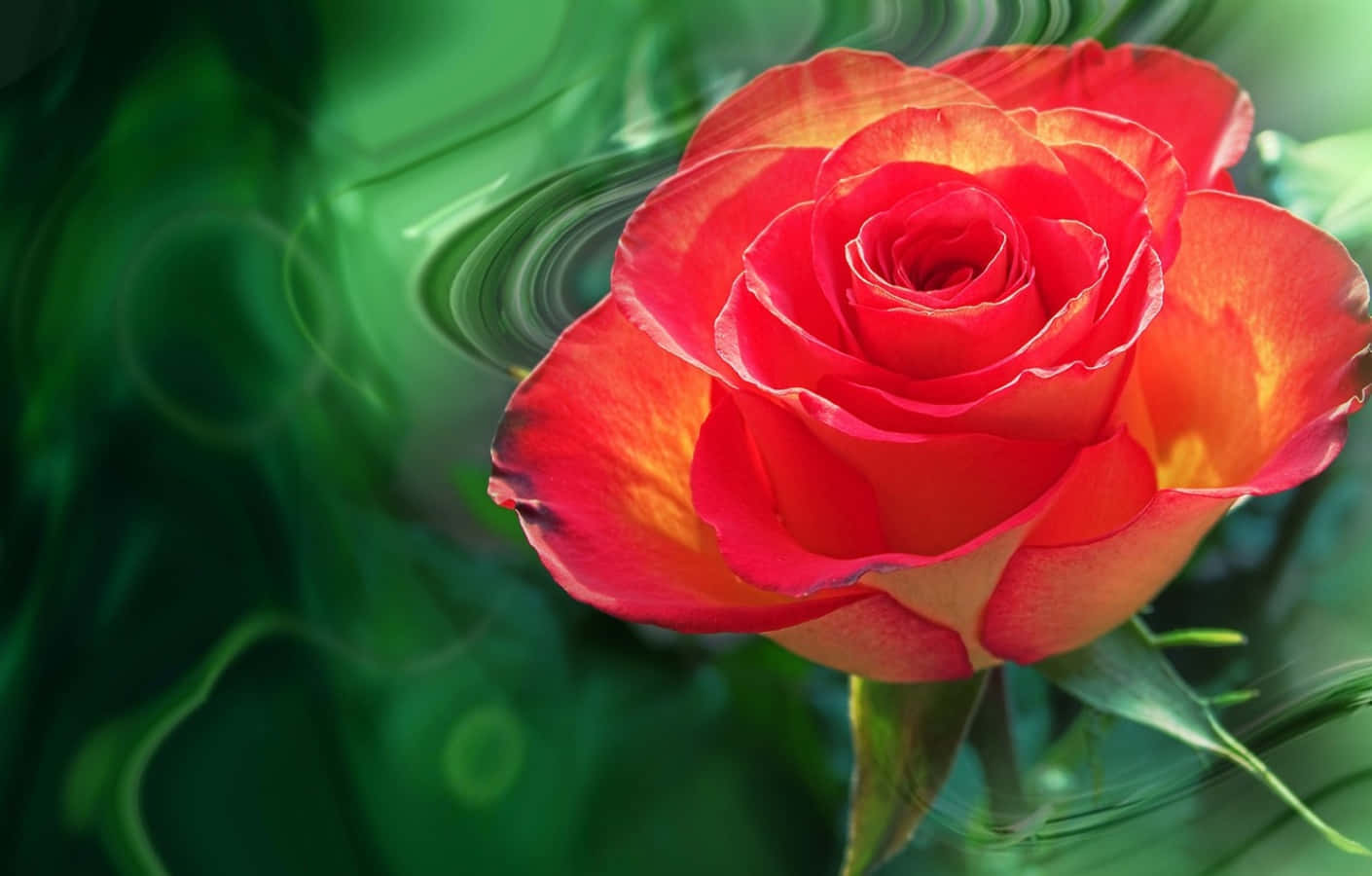 Beautiful Rose 桌布 壁紙 — 一朵鮮豔的紅玫瑰帶有橙黃色亮點，在旋轉的綠色抽象背景中盛開。