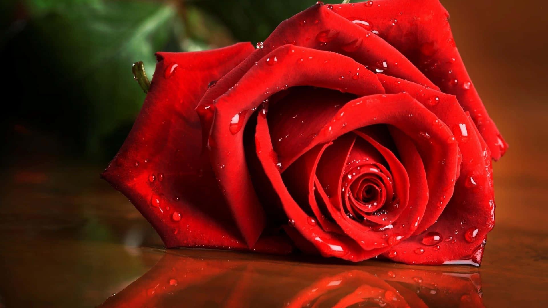 HD Rose 桌布 壁紙 — 一朵鮮豔的紅玫瑰帶有閃閃發光的水珠，放置在反射表面上，背景是模糊的綠色。