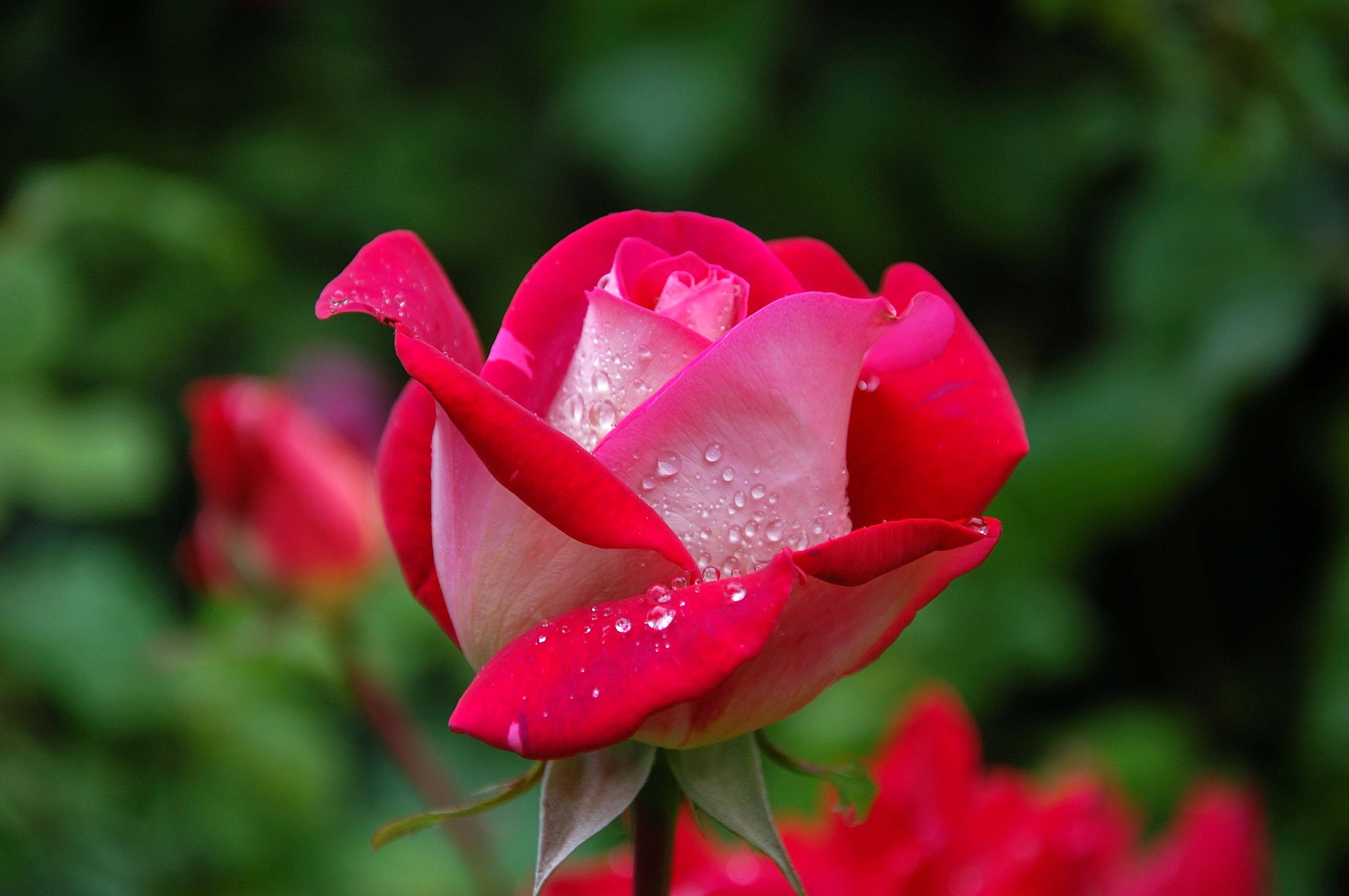 Roses Desktop 桌布 壁紙 — 一朵鮮豔的紅玫瑰帶有露珠，在柔和模糊的綠色花園背景下閃閃發光。