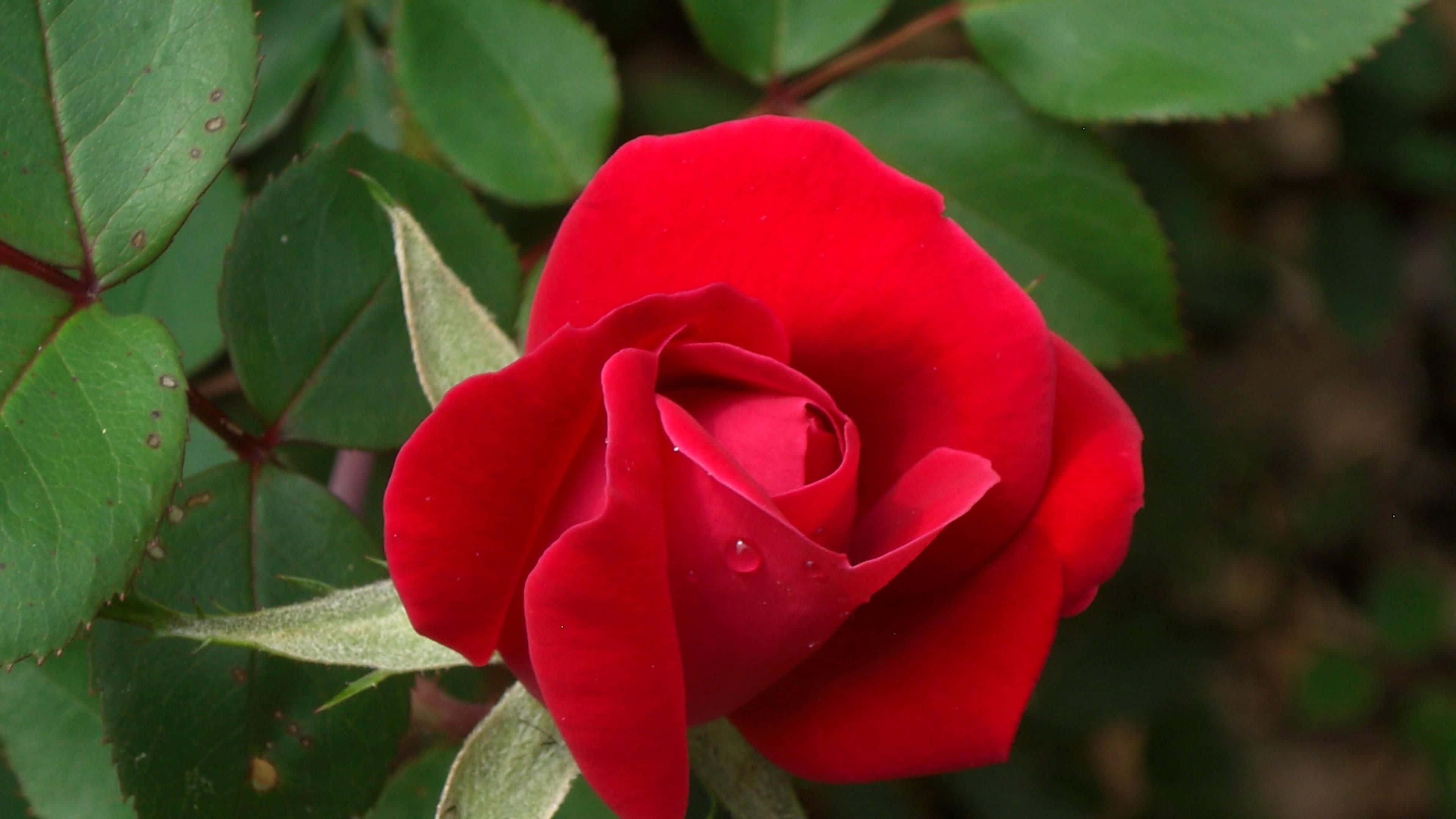 Red Rose 桌布 壁紙 — 一朵鮮豔的紅玫瑰帶著露珠，在柔和的自然光下，在茂盛的綠葉襯托下閃閃發光。