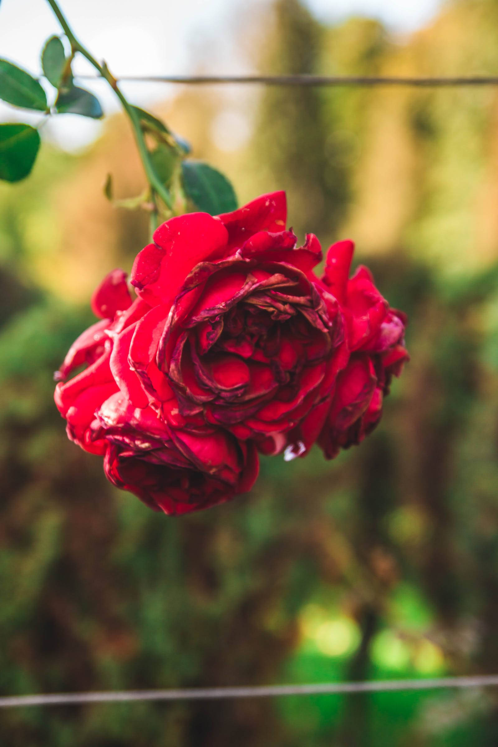 Rose HD 桌布 壁紙 — 一朵鮮豔的紅玫瑰帶著露珠，在柔和模糊的綠色花園背景下優雅地懸掛著。