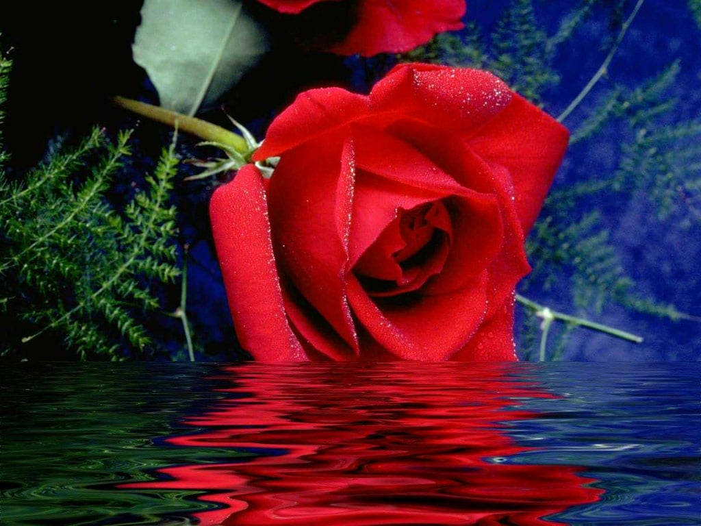 Rose Flower 桌布 壁紙 — 一朵鮮豔的紅玫瑰帶著露珠停在水邊，它的倒影在波光粼粼的深色水面上閃爍，襯著深藍色的葉子。