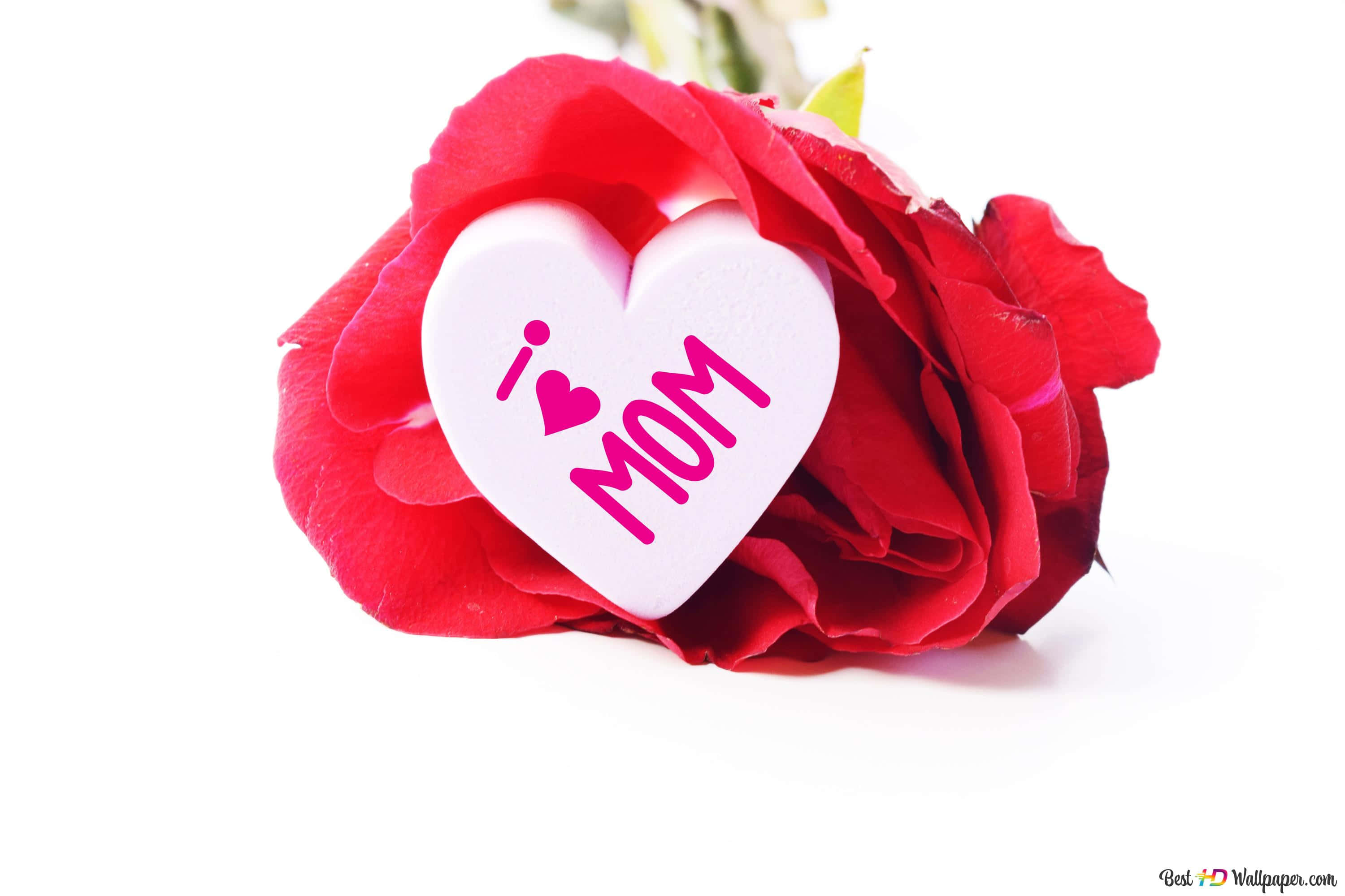 Happy Mothers Day HD 桌布 壁紙 — 一朵鮮豔的紅玫瑰懷抱著一個白色心形標籤，上面有粉紅色的 i heart mom 文字，背景是純白色。