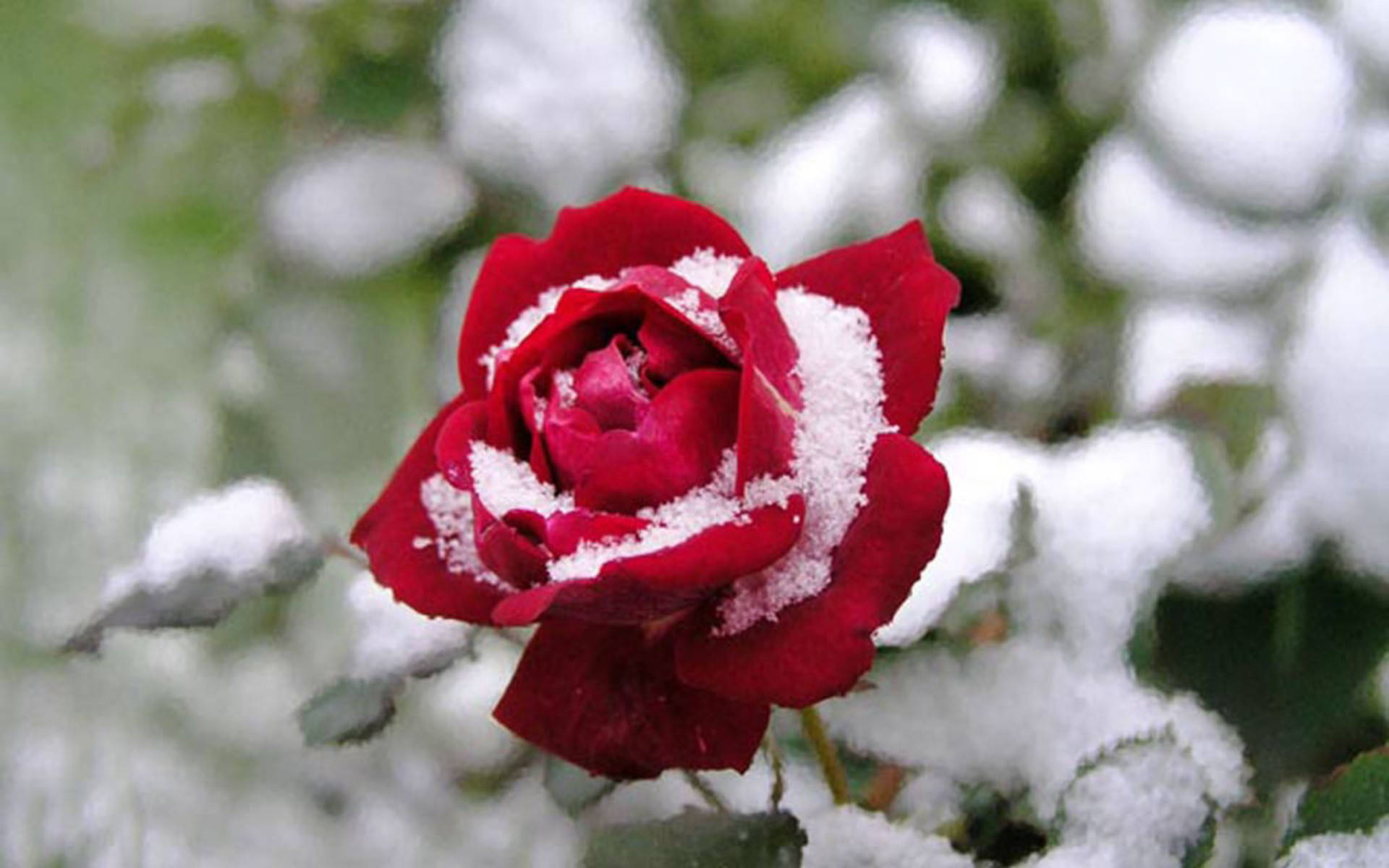 雪 桌布 壁紙 — 一朵鮮豔的紅玫瑰披上新雪，在柔和模糊的冬日花園背景下堅韌地挺立。