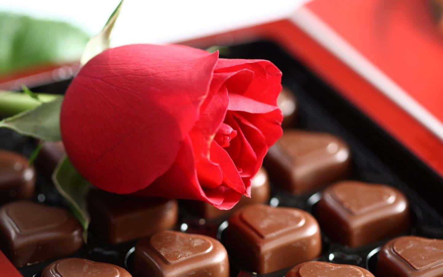 Chocolate 桌布 壁紙 — 一朵鮮豔的紅玫瑰放在一個紅色盒子裡的光滑心形巧克力托盤上。