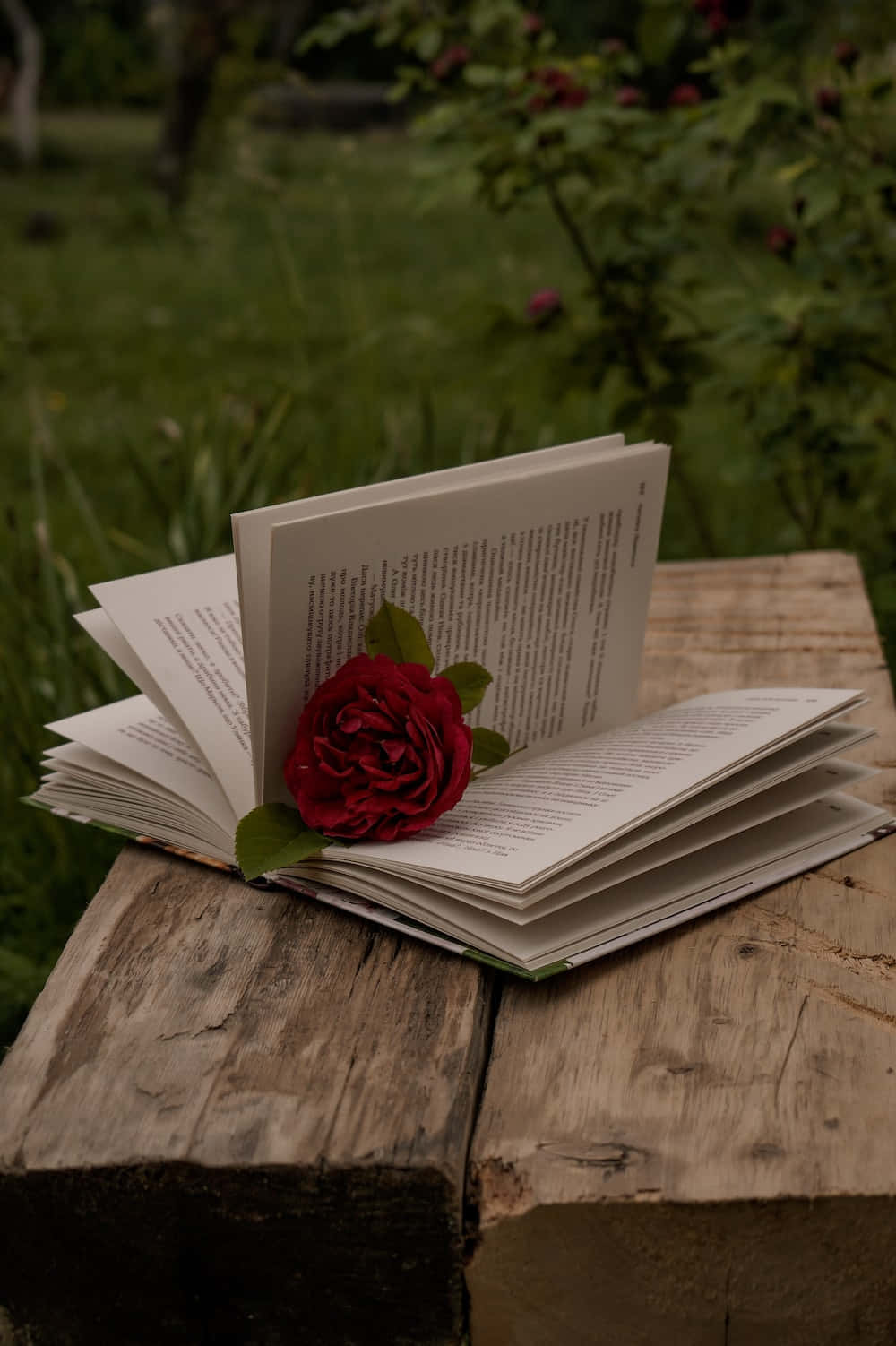 Aesthetic Books 桌布 壁紙 — 一朵鮮豔的紅玫瑰放在一本打開的書上，書本放在茂密綠色花園中一個風化的木樁上。