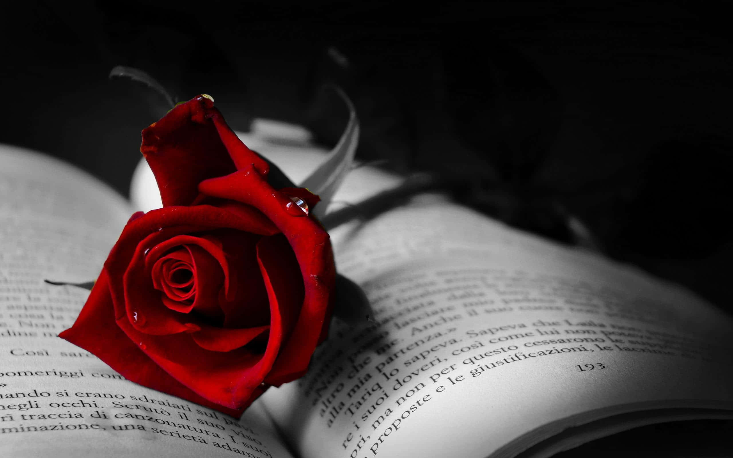 Red Rose 桌布 壁紙 — 一朵鮮豔的紅玫瑰放在一本打開的義大利文書本上，構成戲劇性的黑白畫面。