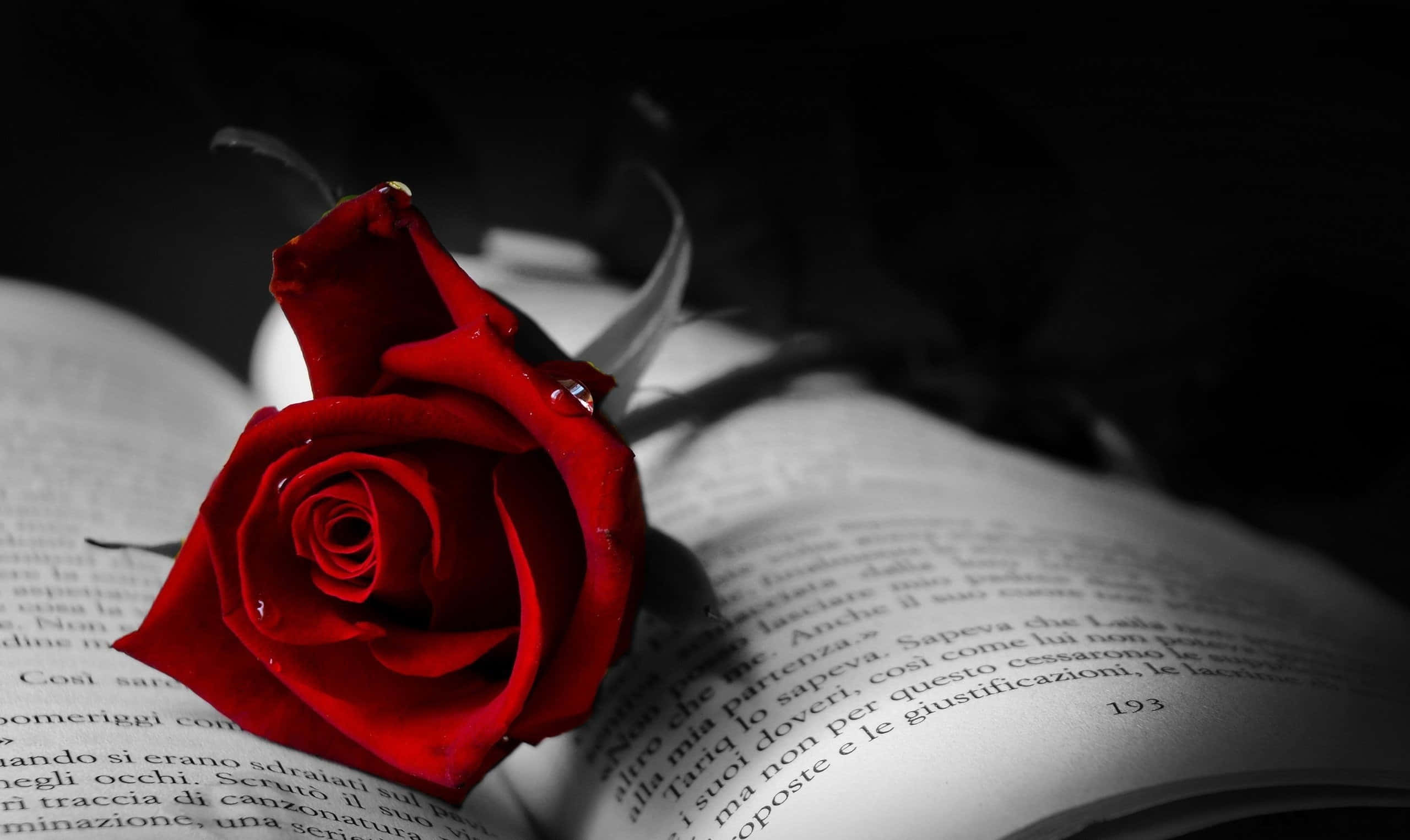 Roses 桌布 壁紙 — 一朵鮮豔的紅玫瑰放在一本打開的義大利文書上，背景是鮮明的黑白對比。
